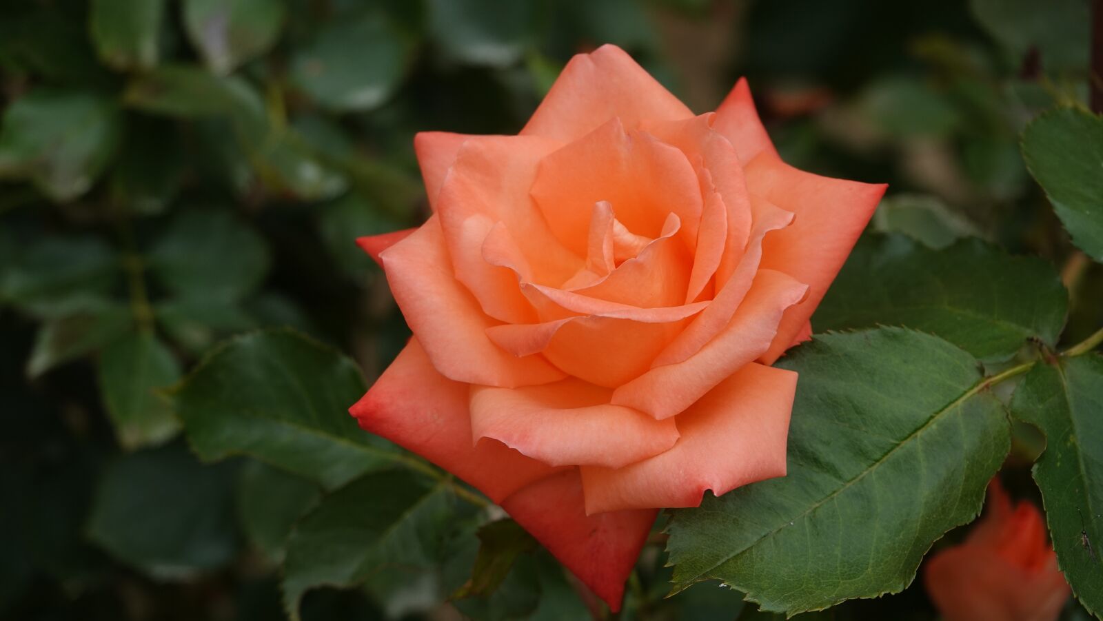 Sony Cyber-shot DSC-RX10 IV sample photo. Pink, orange, park photography