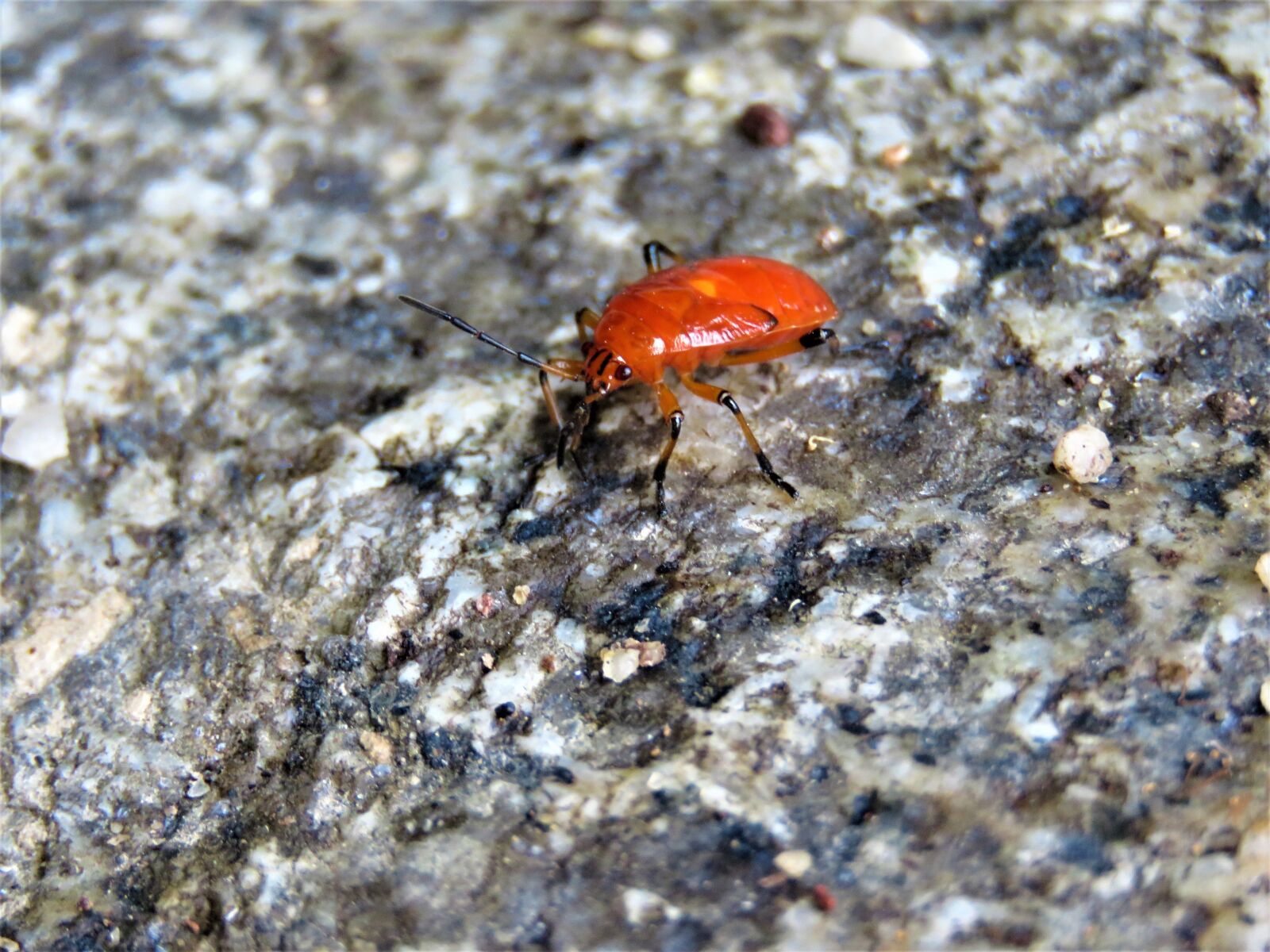 Canon PowerShot SX60 HS sample photo. Bug, insect, nature photography
