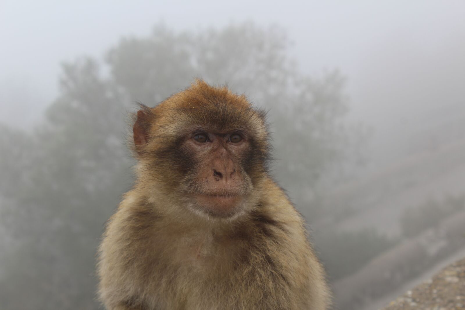 Canon EOS 1200D (EOS Rebel T5 / EOS Kiss X70 / EOS Hi) sample photo. Portrait, monkey, nature photography