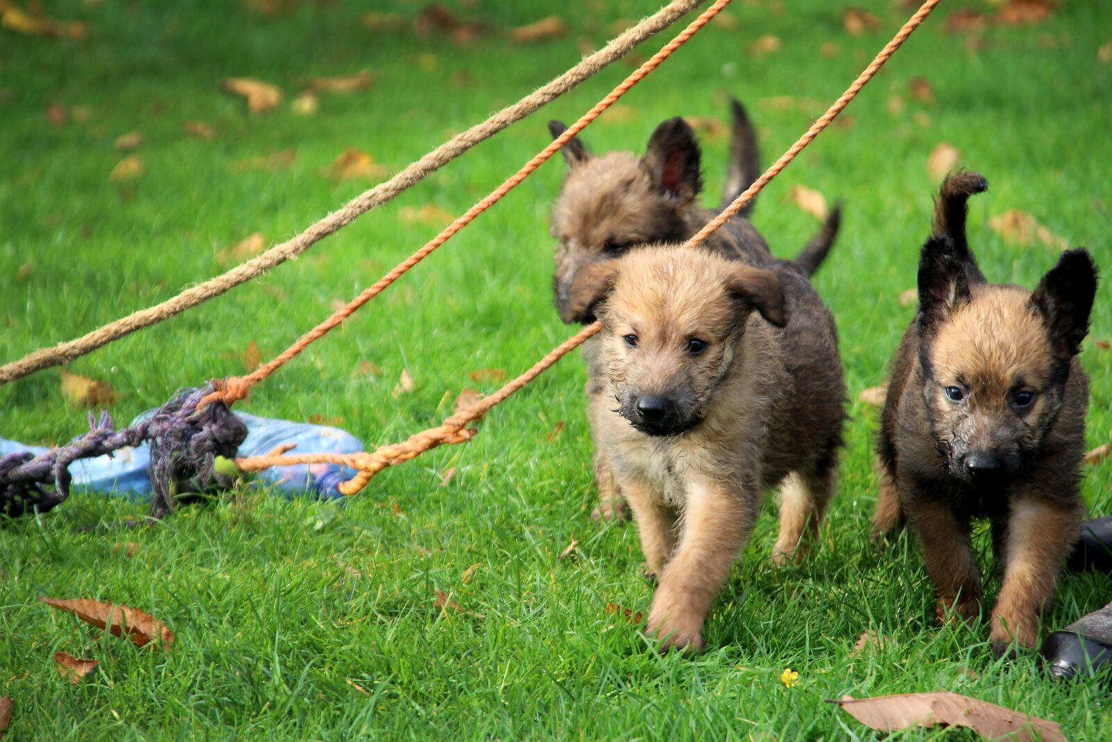 Canon EOS 100D (EOS Rebel SL1 / EOS Kiss X7) sample photo. Dog, puppy, pet photography