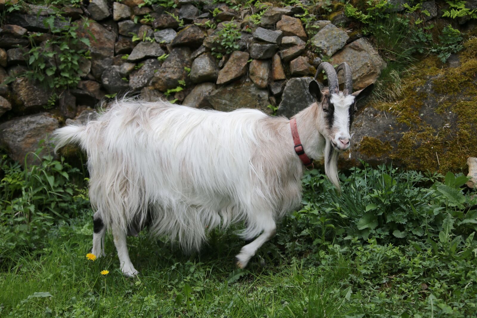 Canon EF 28-300mm F3.5-5.6L IS USM sample photo. Goat, culture, the horns photography