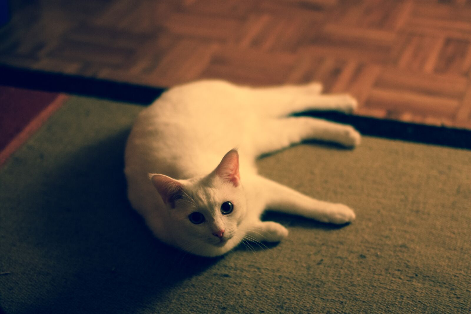 Canon EOS 450D (EOS Rebel XSi / EOS Kiss X2) sample photo. Cat, cute, retro photography