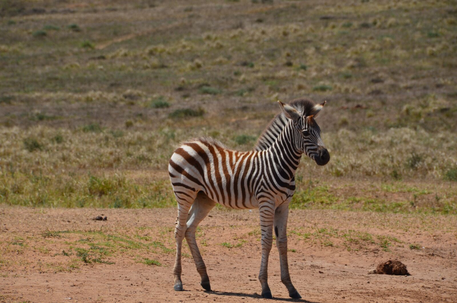 Nikon D5100 sample photo. Africa, safari, wild animal photography