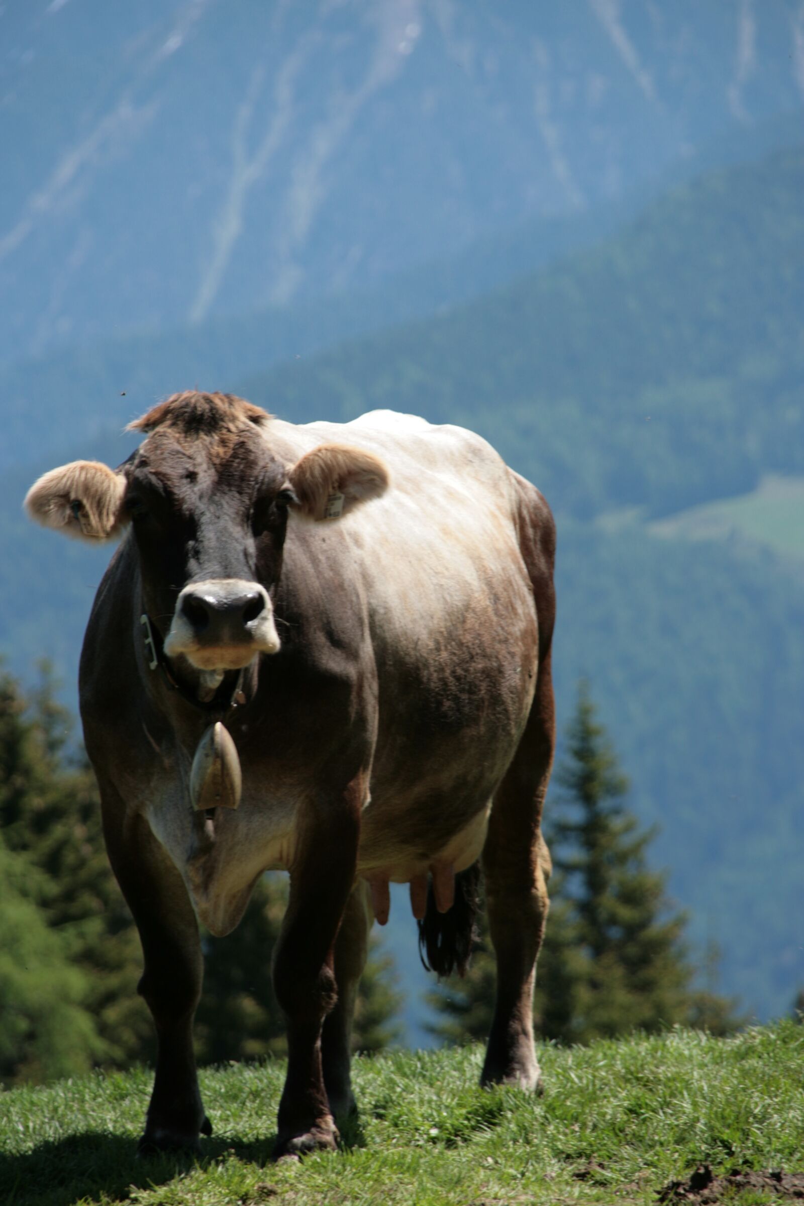 Canon EOS 400D (EOS Digital Rebel XTi / EOS Kiss Digital X) sample photo. Cow, cattle, beef photography