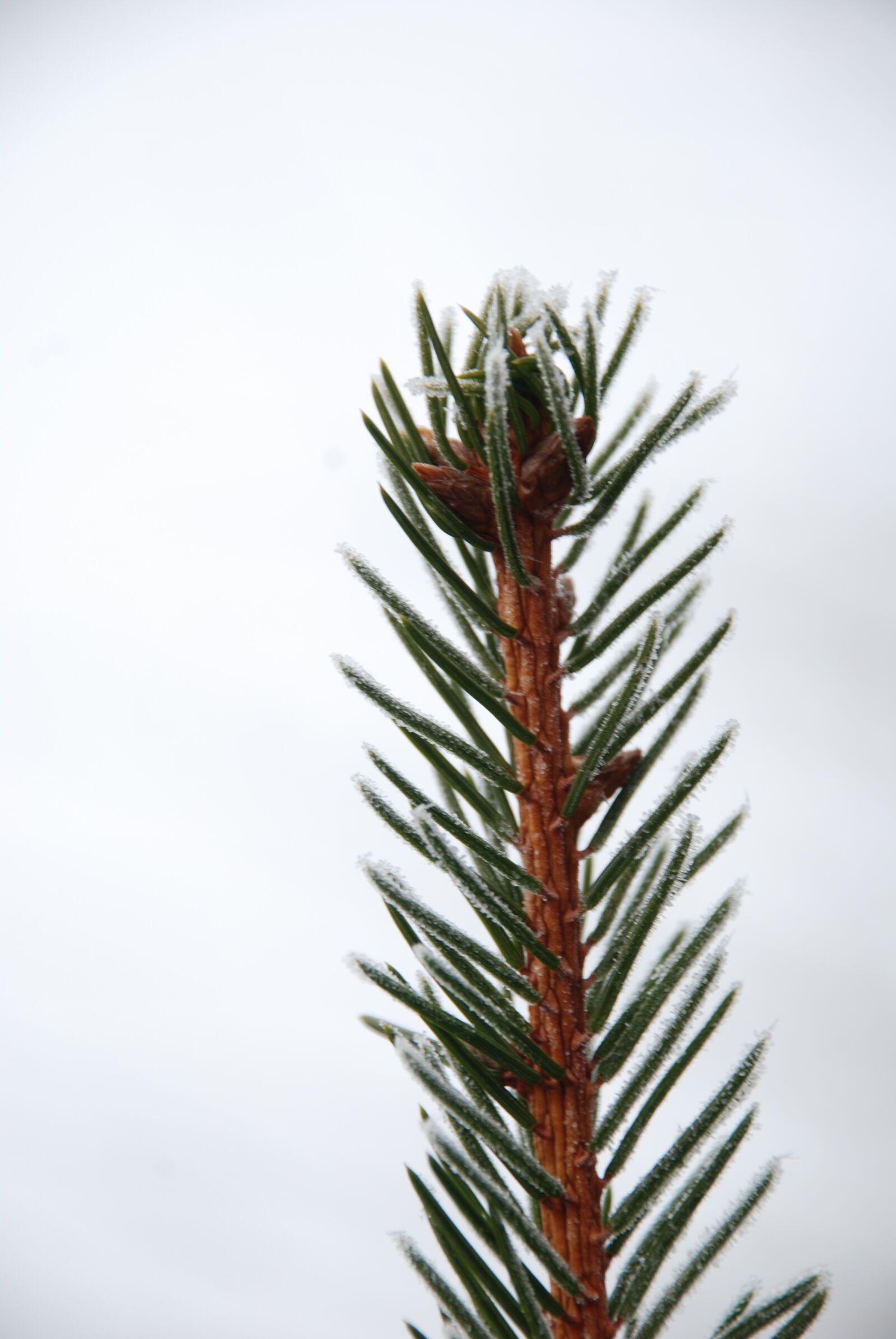 Nikon D80 sample photo. Wood, winter, forest photography