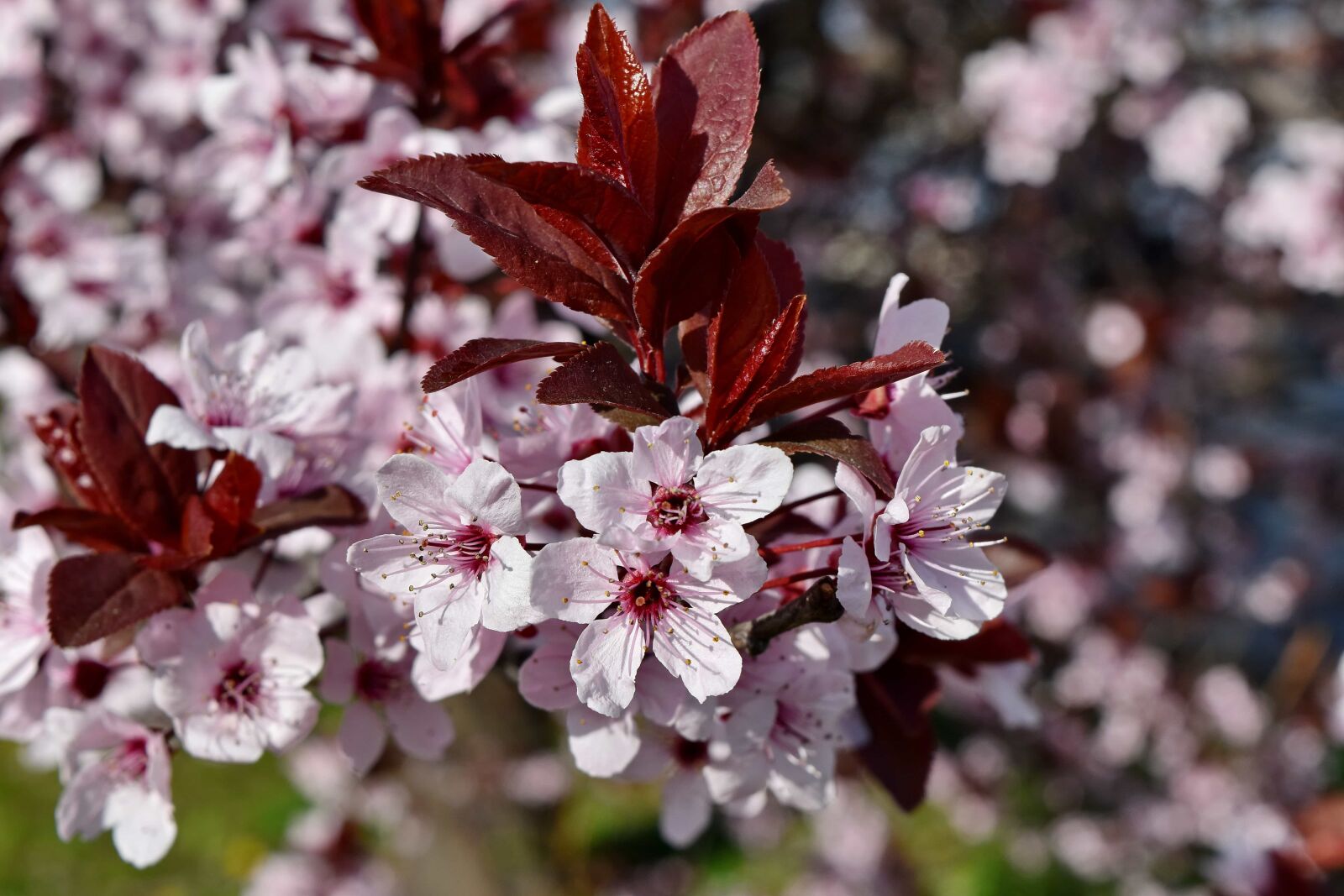 Nikon D5500 sample photo. Flora, shrub, flower, blossom photography