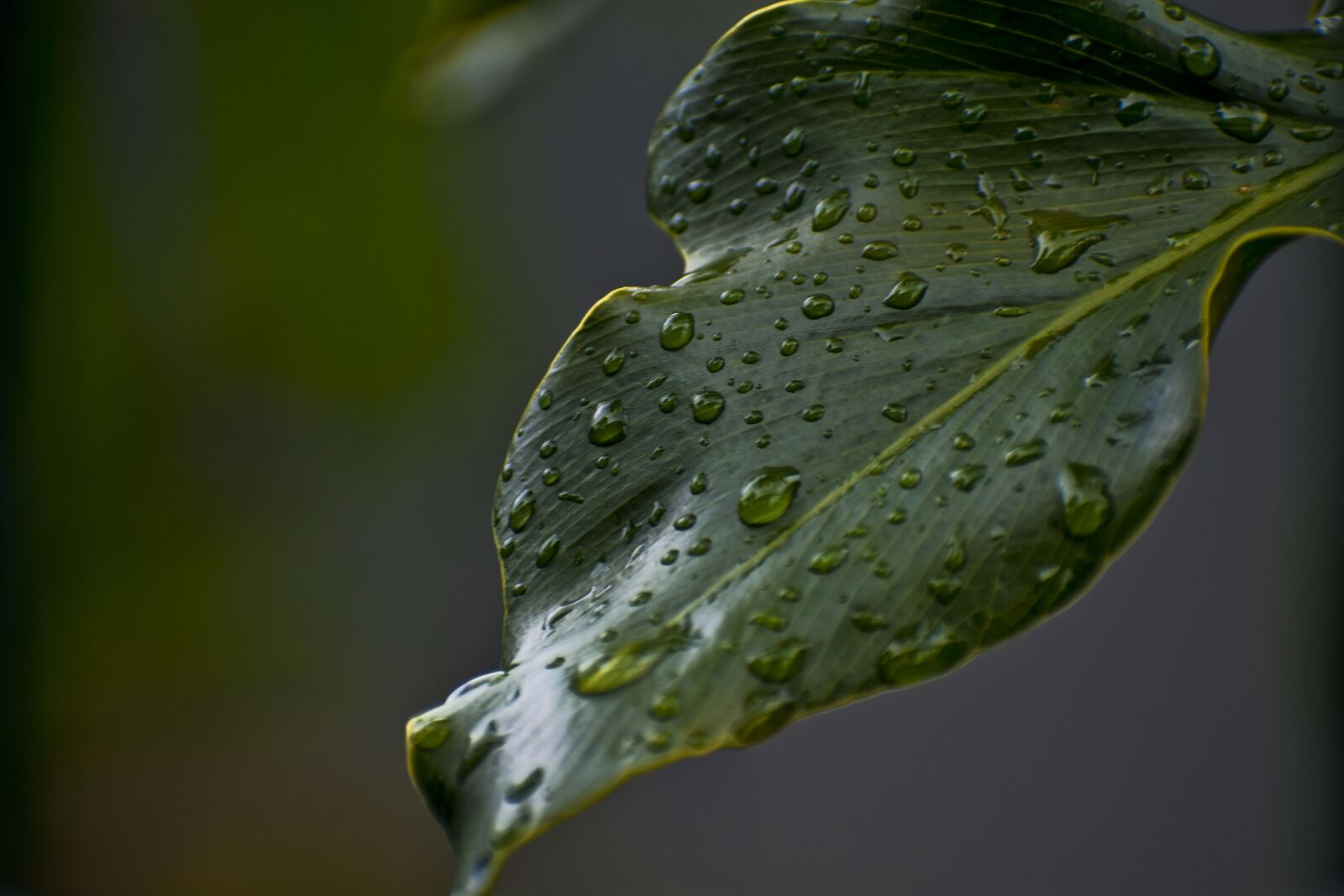 Nikon D3500 sample photo. Leaf, wet, dew photography