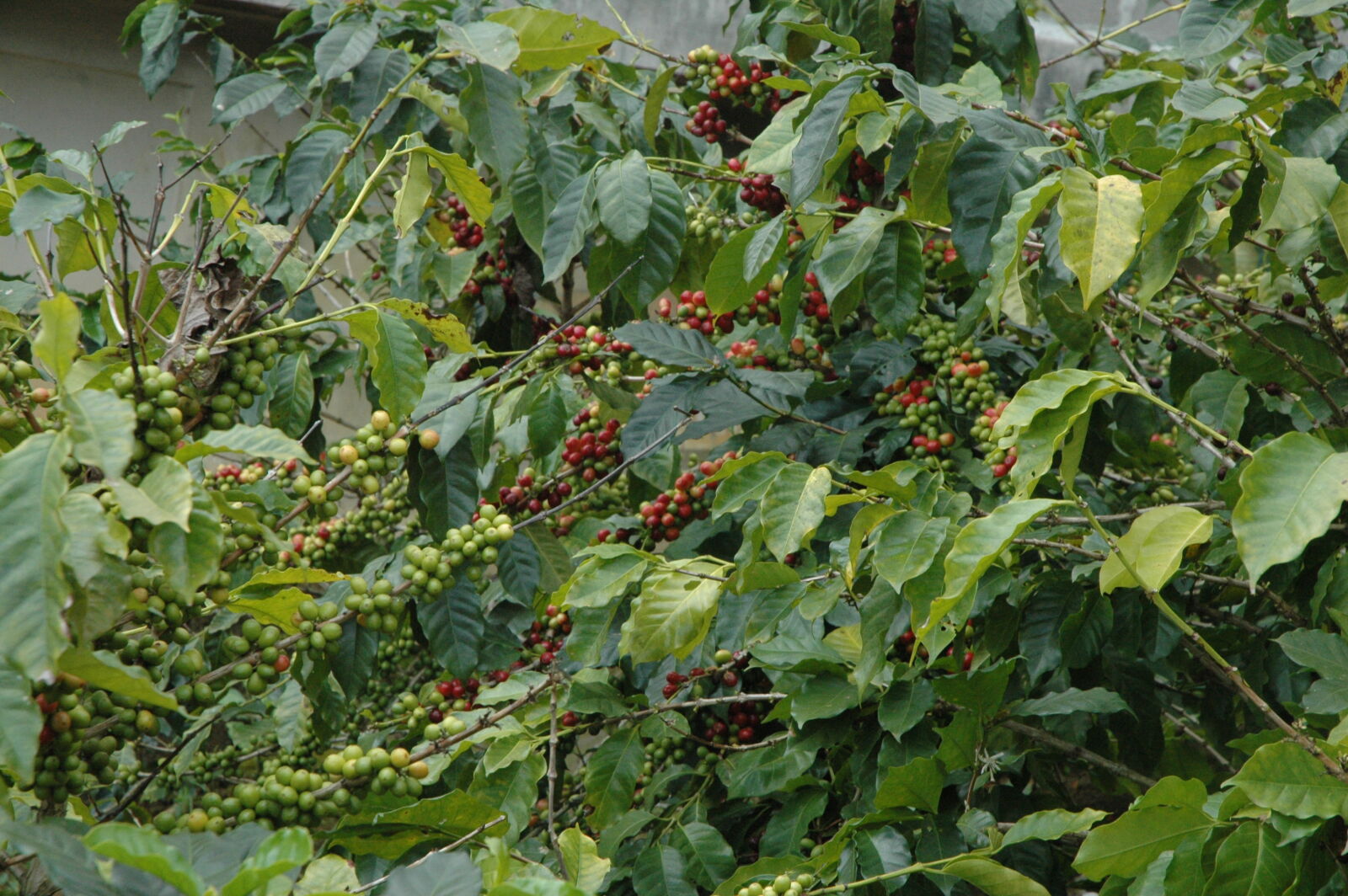 Nikon D70 sample photo. Coffee, coffee, beans, plants photography