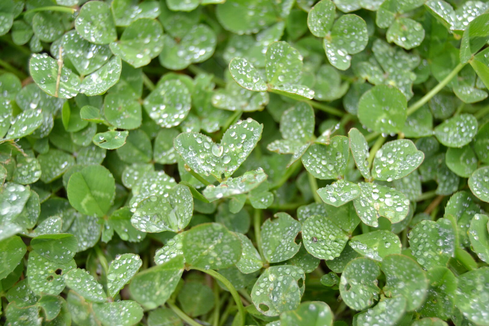 Nikon D3100 sample photo