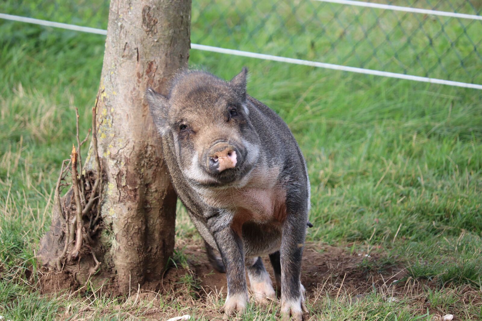 Canon EOS 200D (EOS Rebel SL2 / EOS Kiss X9) sample photo. Pig, good mood, agriculture photography