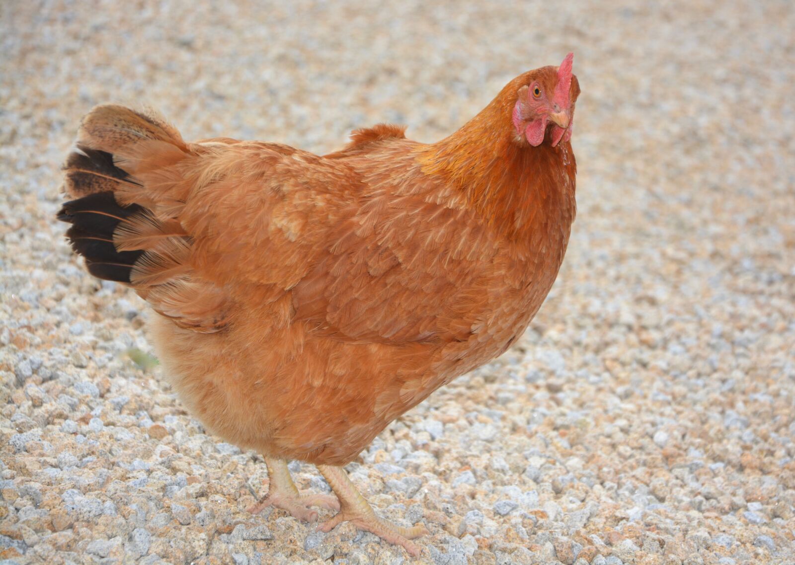 Nikon D5200 sample photo. Red hen, laying hen photography