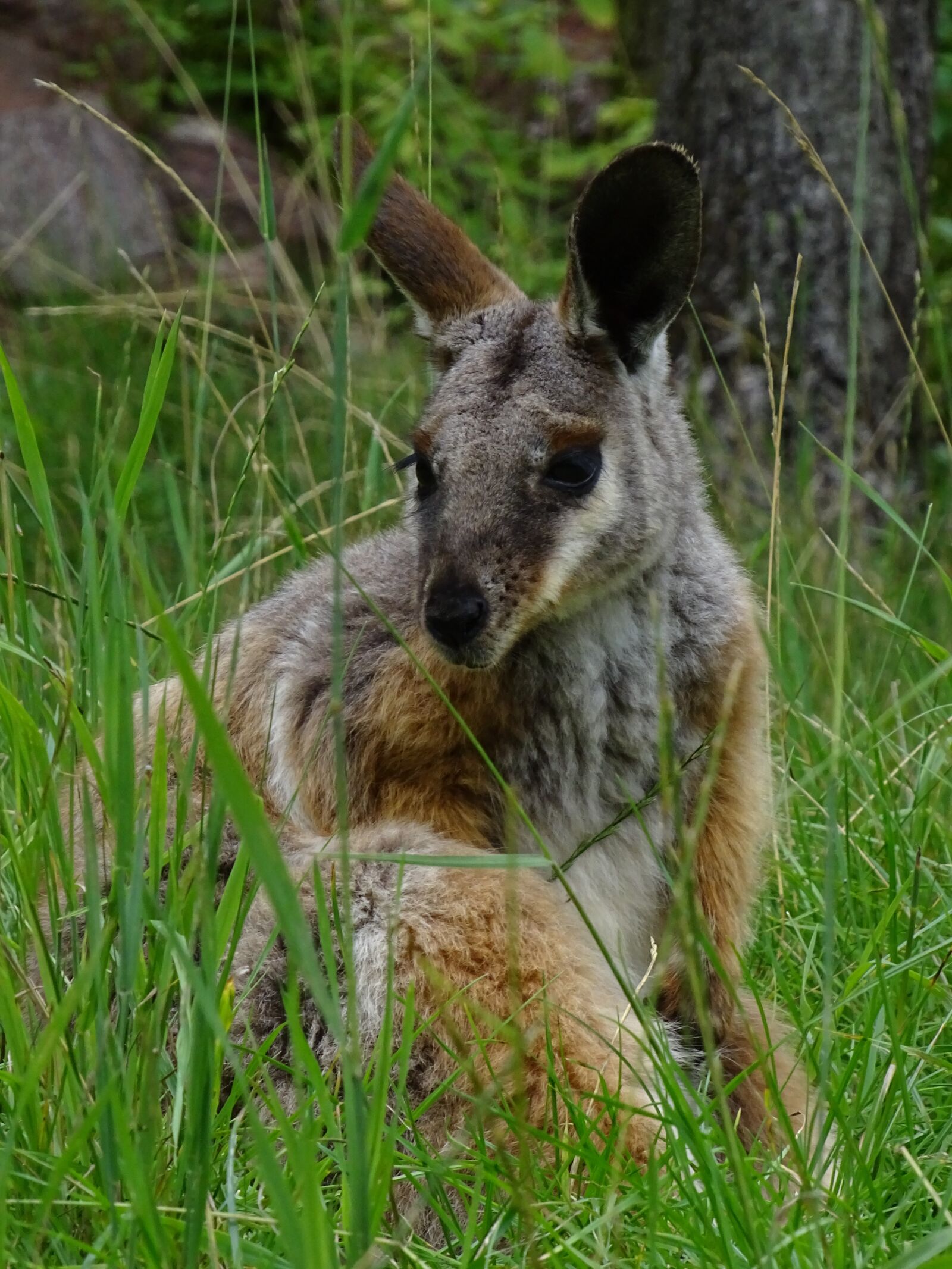 Sony Cyber-shot DSC-HX400V sample photo. Kangaroo, zoo brno, mammal photography