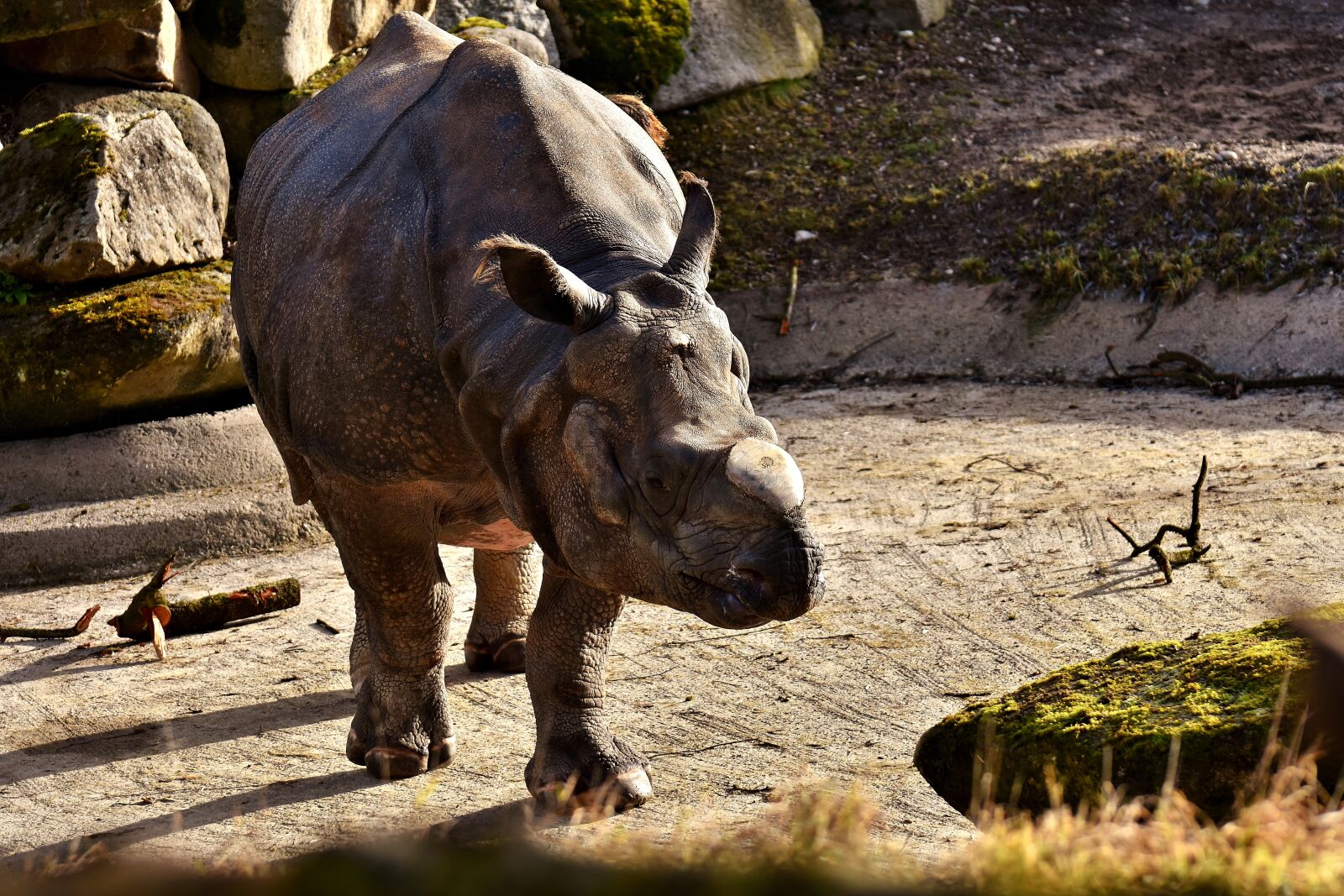 Nikon D7200 sample photo. Rhino, animal, animal world photography