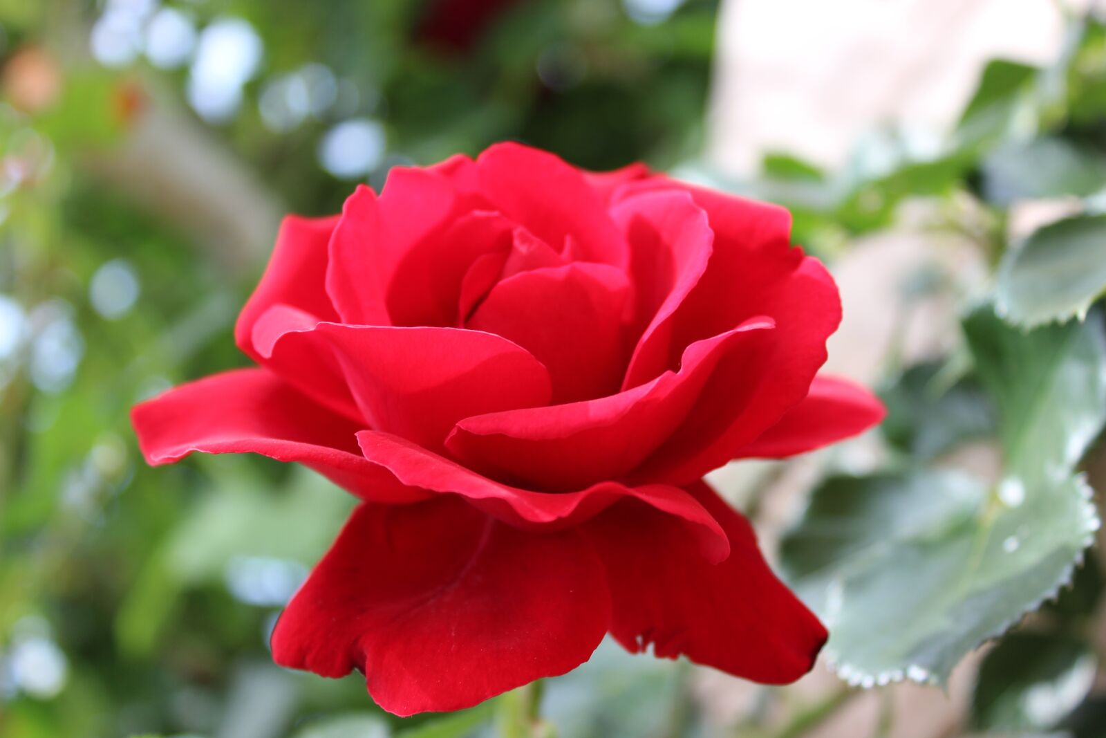 Canon EOS 600D (Rebel EOS T3i / EOS Kiss X5) sample photo. Rose, red, nature photography