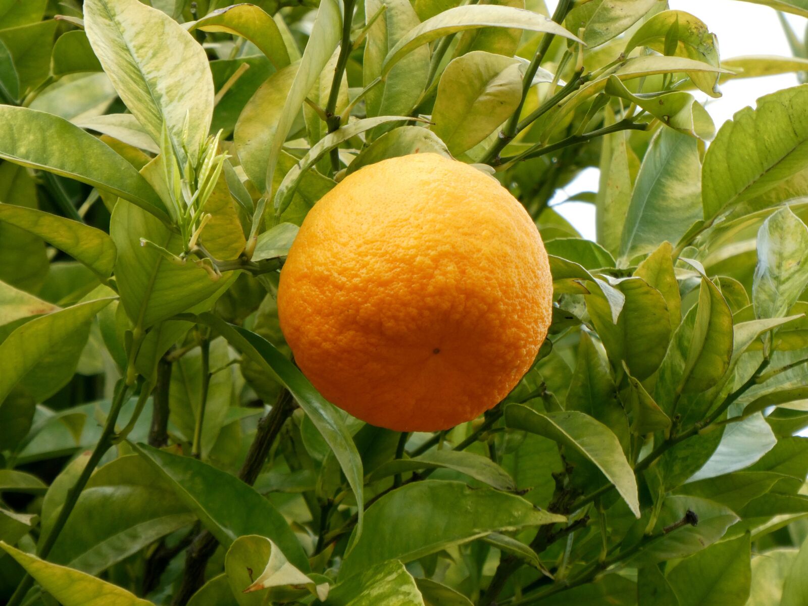 Panasonic DC-TZ91 sample photo. Oranges, fruits, orange tree photography