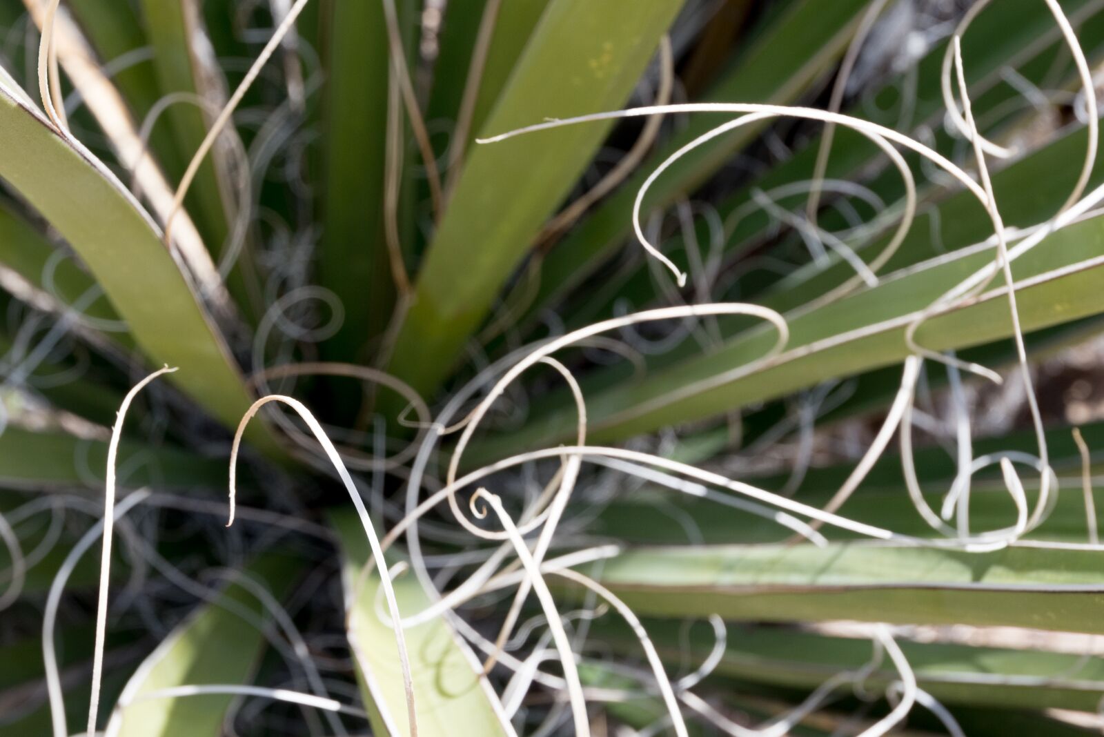 Nikon D750 sample photo. Flora, nature, leaf photography