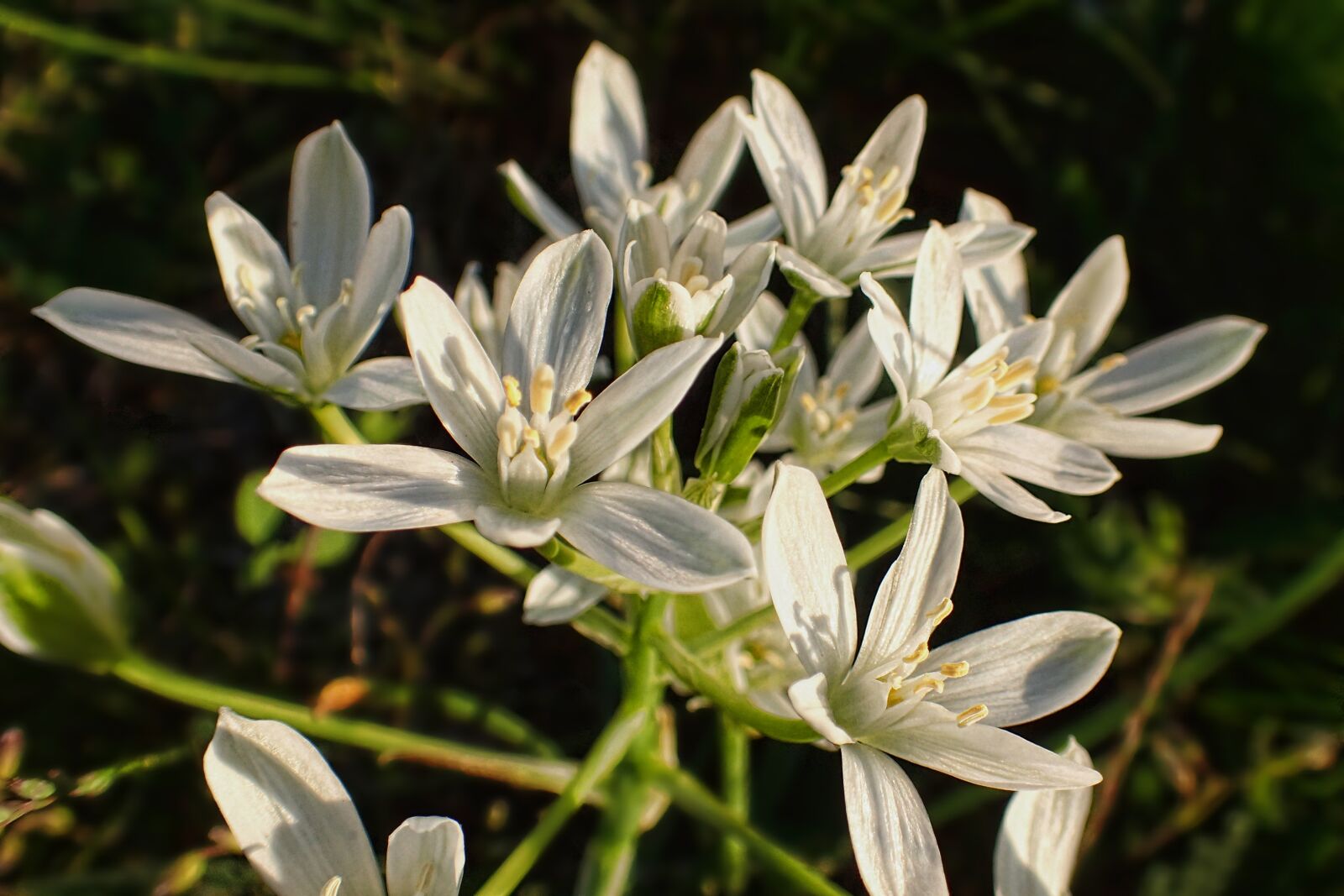 Olympus TG-3 sample photo. Nature, flower, plant photography