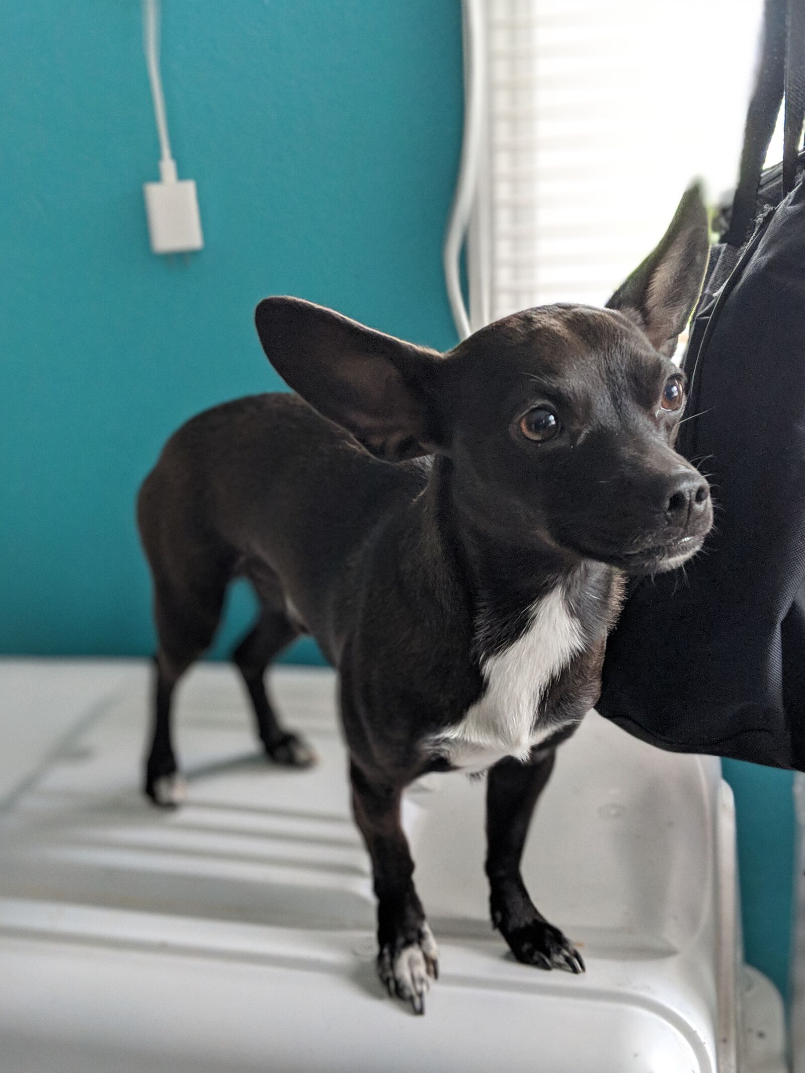Google Pixel 2 sample photo. Chihuahua, dog, canine photography