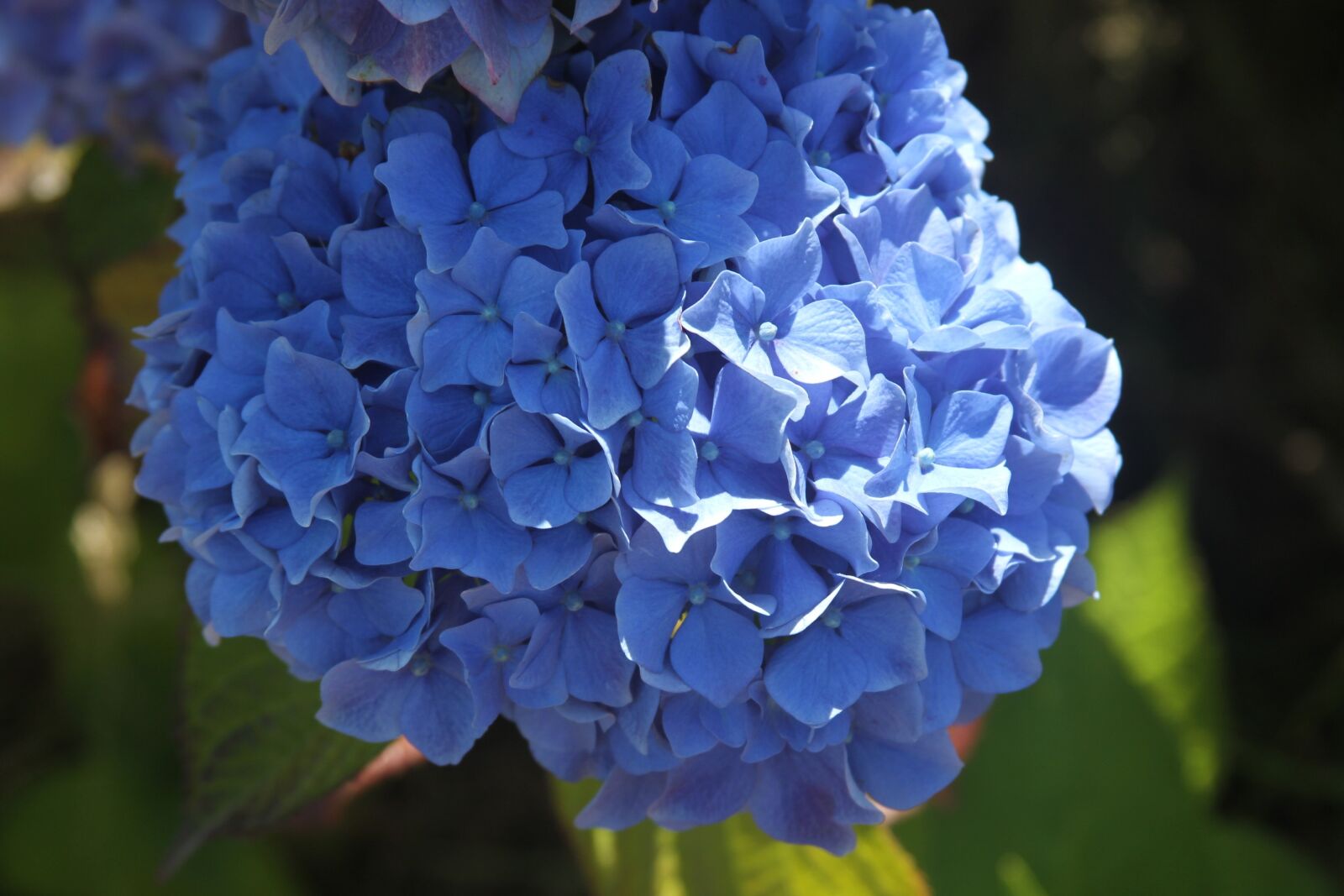 Canon EF 28-135mm F3.5-5.6 IS USM sample photo. Flowers, cardinals, plant photography