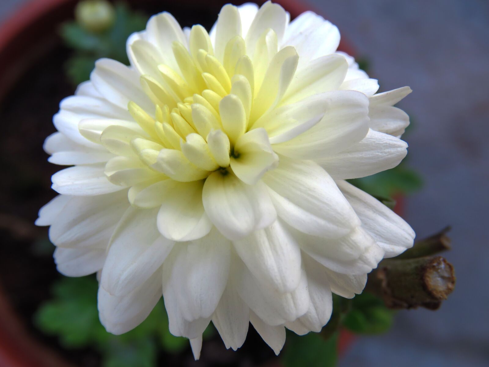 Canon PowerShot SX60 HS sample photo. Flower, white flower, chamanti photography