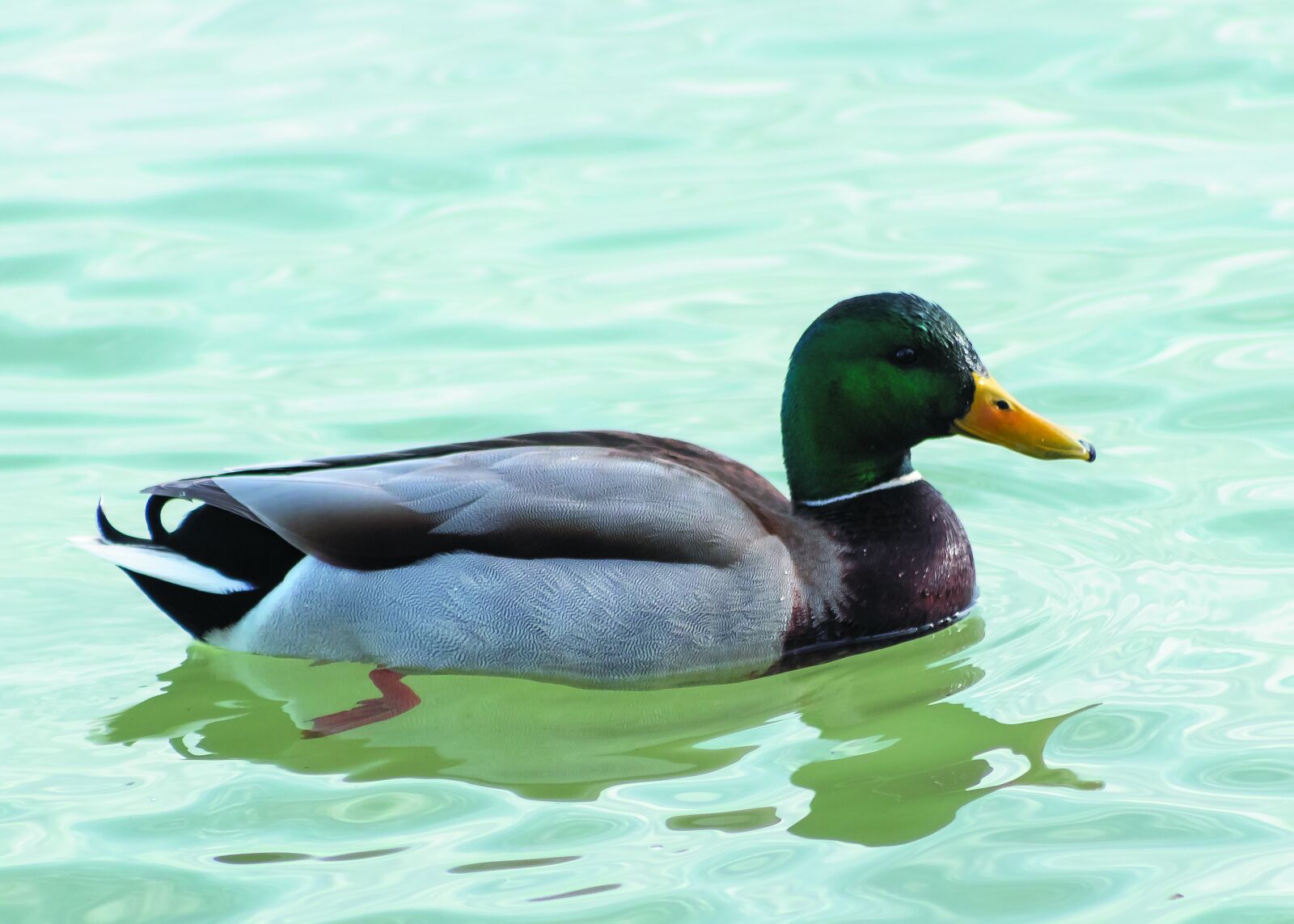 Canon EF75-300mm f/4-5.6 sample photo. Teal, mallard duck, wild photography
