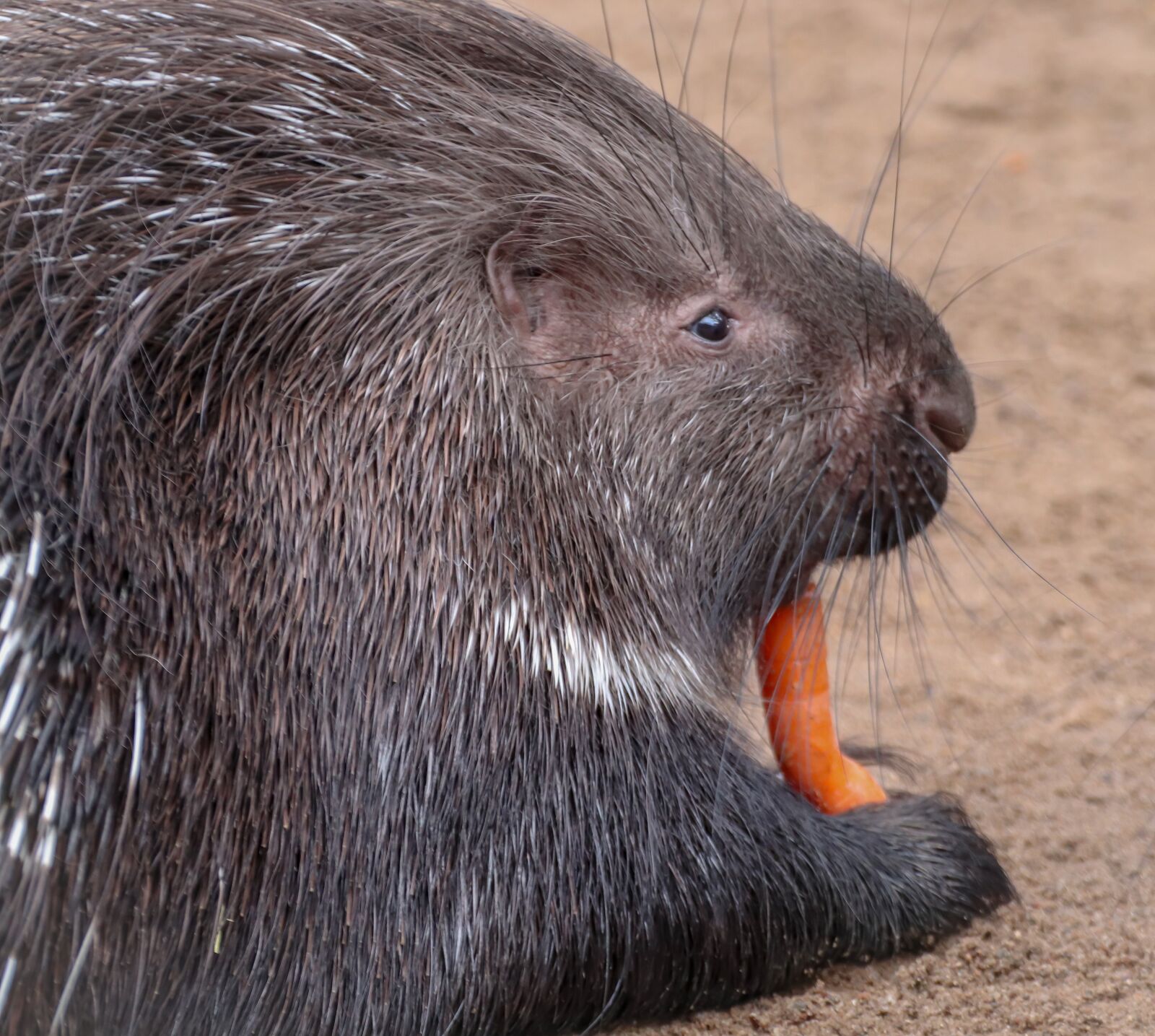 Canon EOS 200D (EOS Rebel SL2 / EOS Kiss X9) sample photo. Porcupine, rodent, spur photography