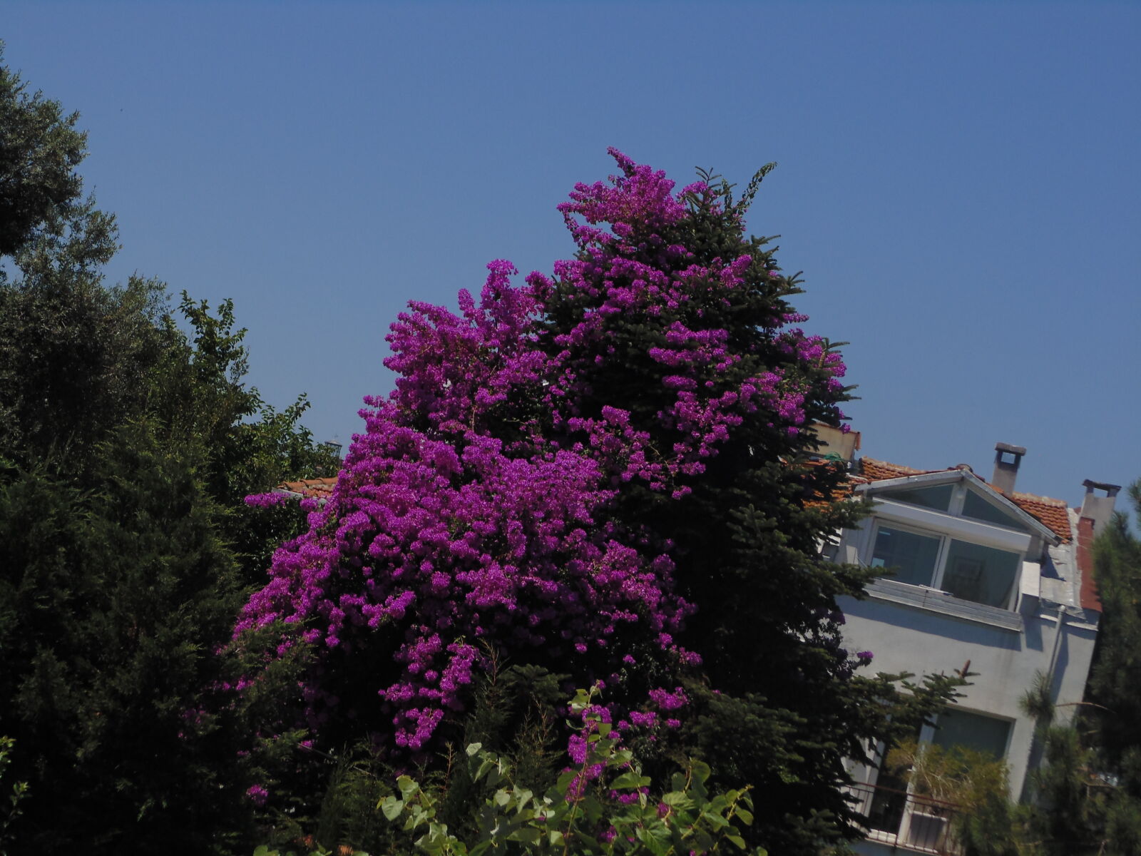 Sony DSC-H100 sample photo