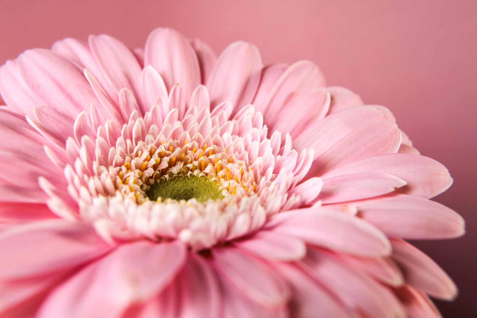 Canon EOS 2000D (EOS Rebel T7 / EOS Kiss X90 / EOS 1500D) sample photo. Gerbera, pink, flower photography