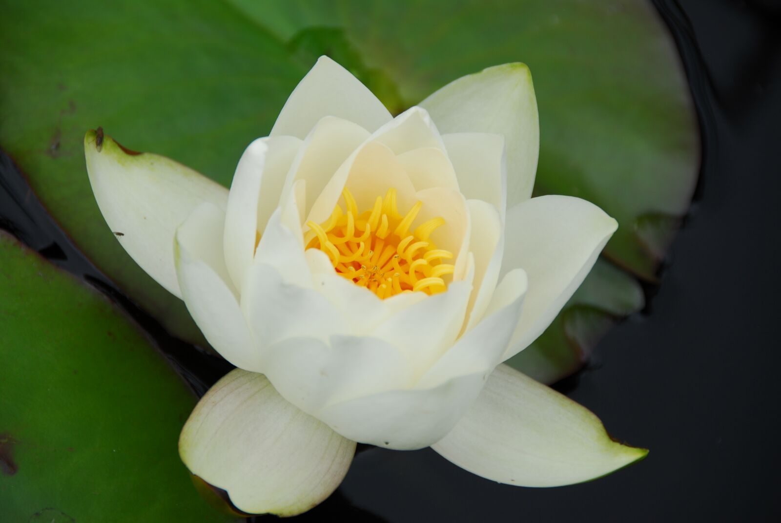 Nikon D200 sample photo. Lotus, water lily, pond photography