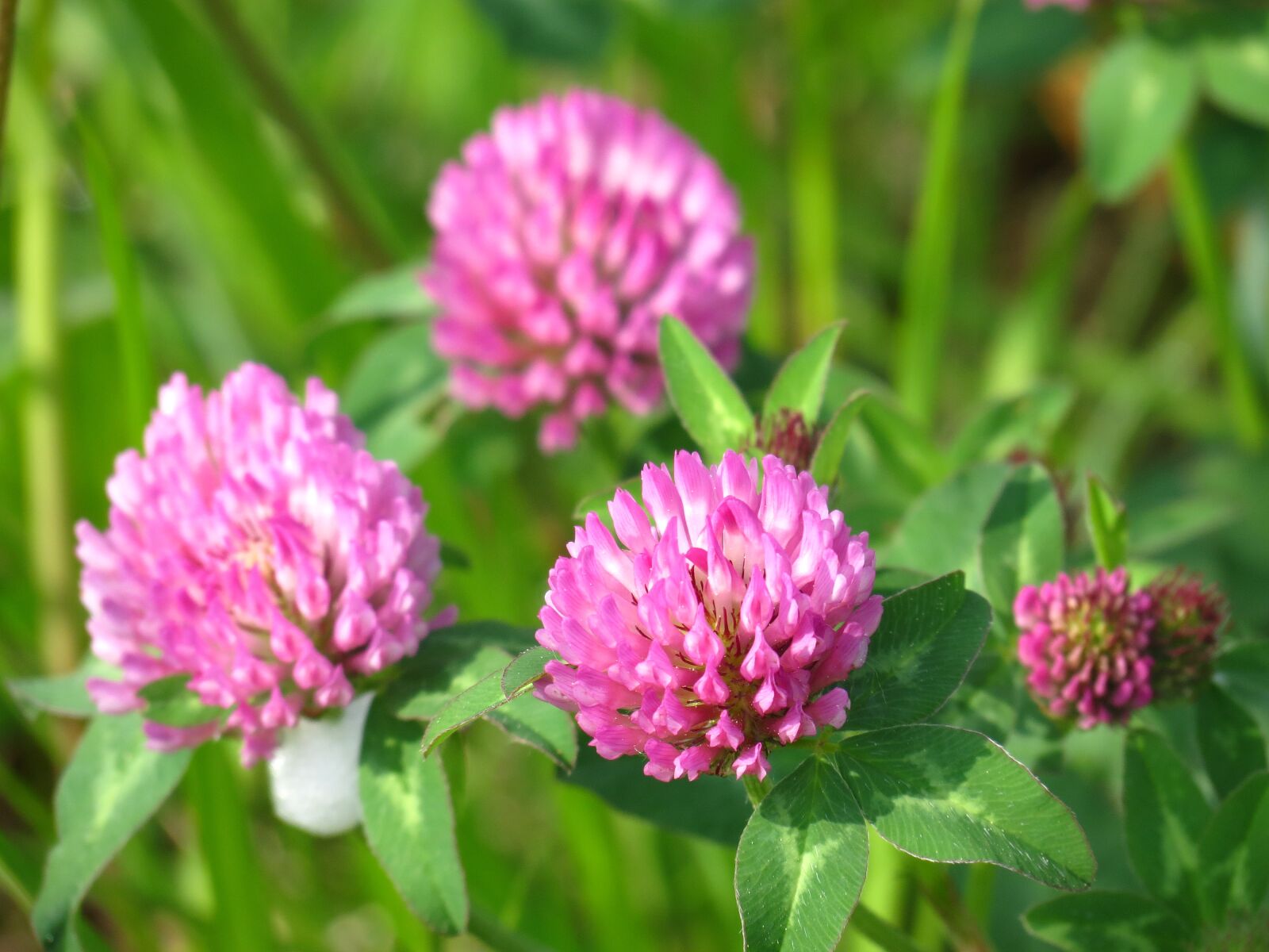 Canon PowerShot SX40 HS sample photo. Red clover, meadow, plant photography