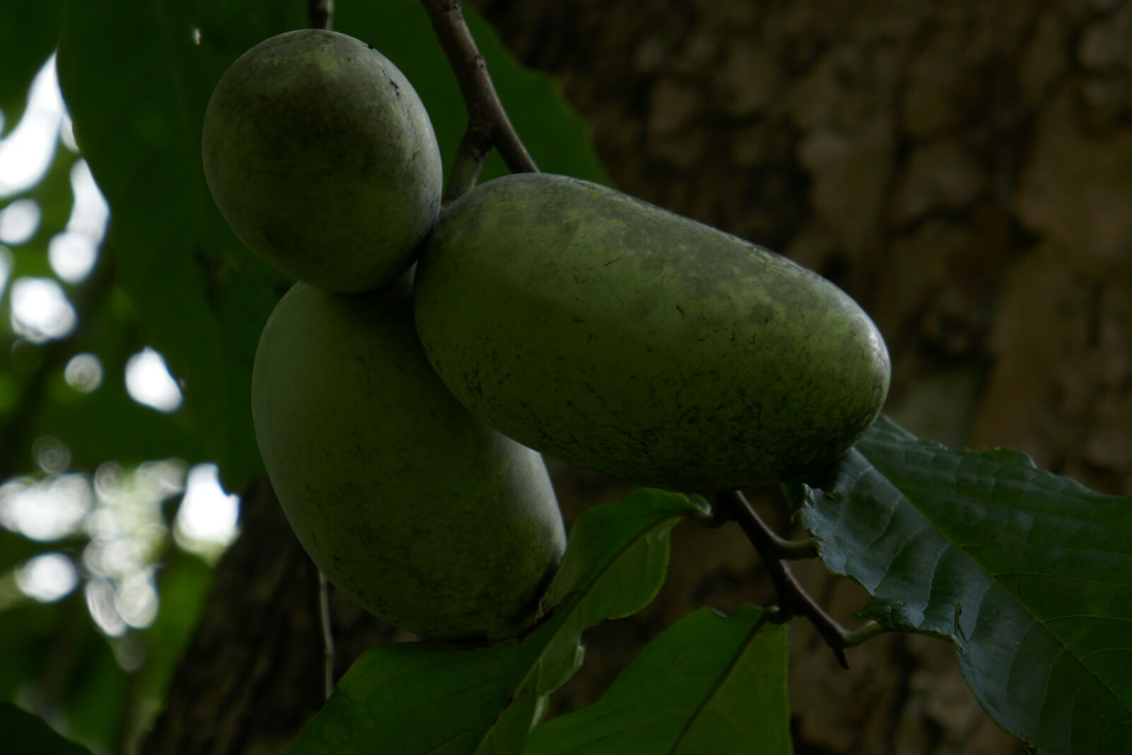 Panasonic Lumix DMC-ZS100 (Lumix DMC-TZ100) sample photo. Pawpaws photography