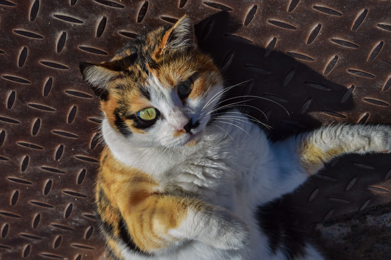 Nikon D3300 sample photo. Cat, street, animal photography
