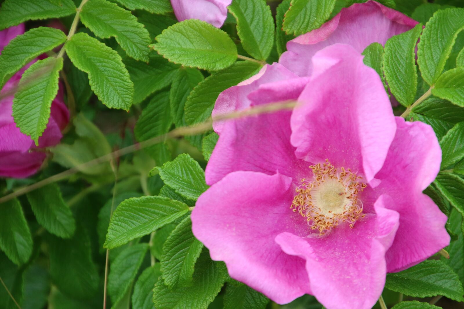 Canon EOS 7D Mark II sample photo. Denmark, flower, garden, green photography
