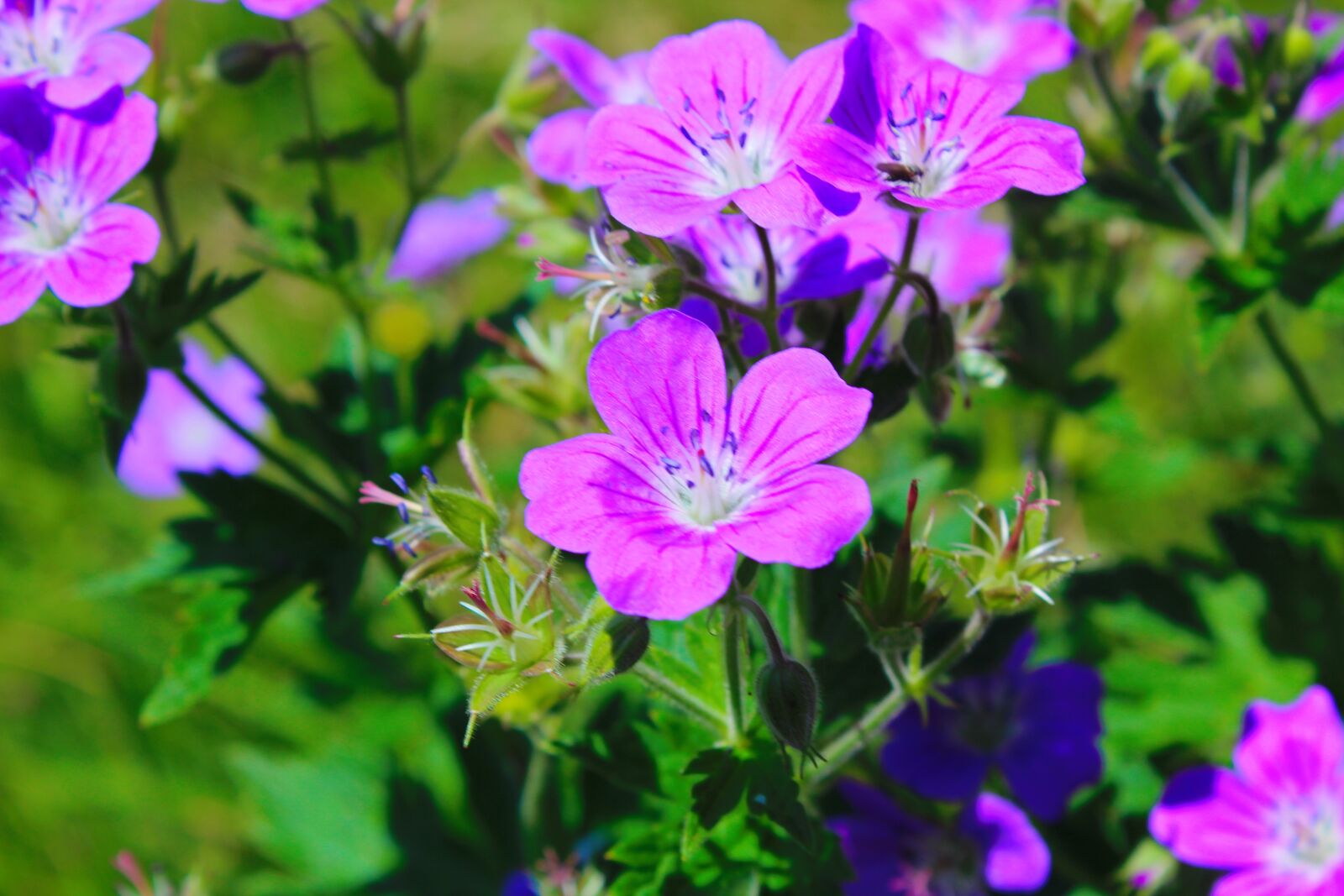 Canon EOS 1200D (EOS Rebel T5 / EOS Kiss X70 / EOS Hi) sample photo. Flower, beautiful, purple photography