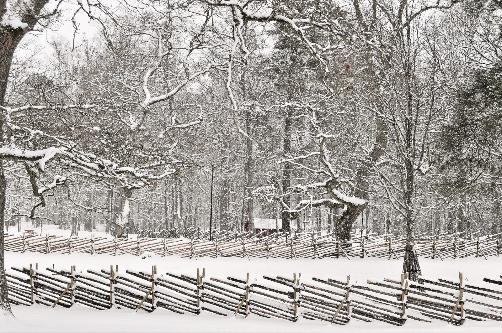 Nikon D3200 sample photo. Winter, snow, tree photography