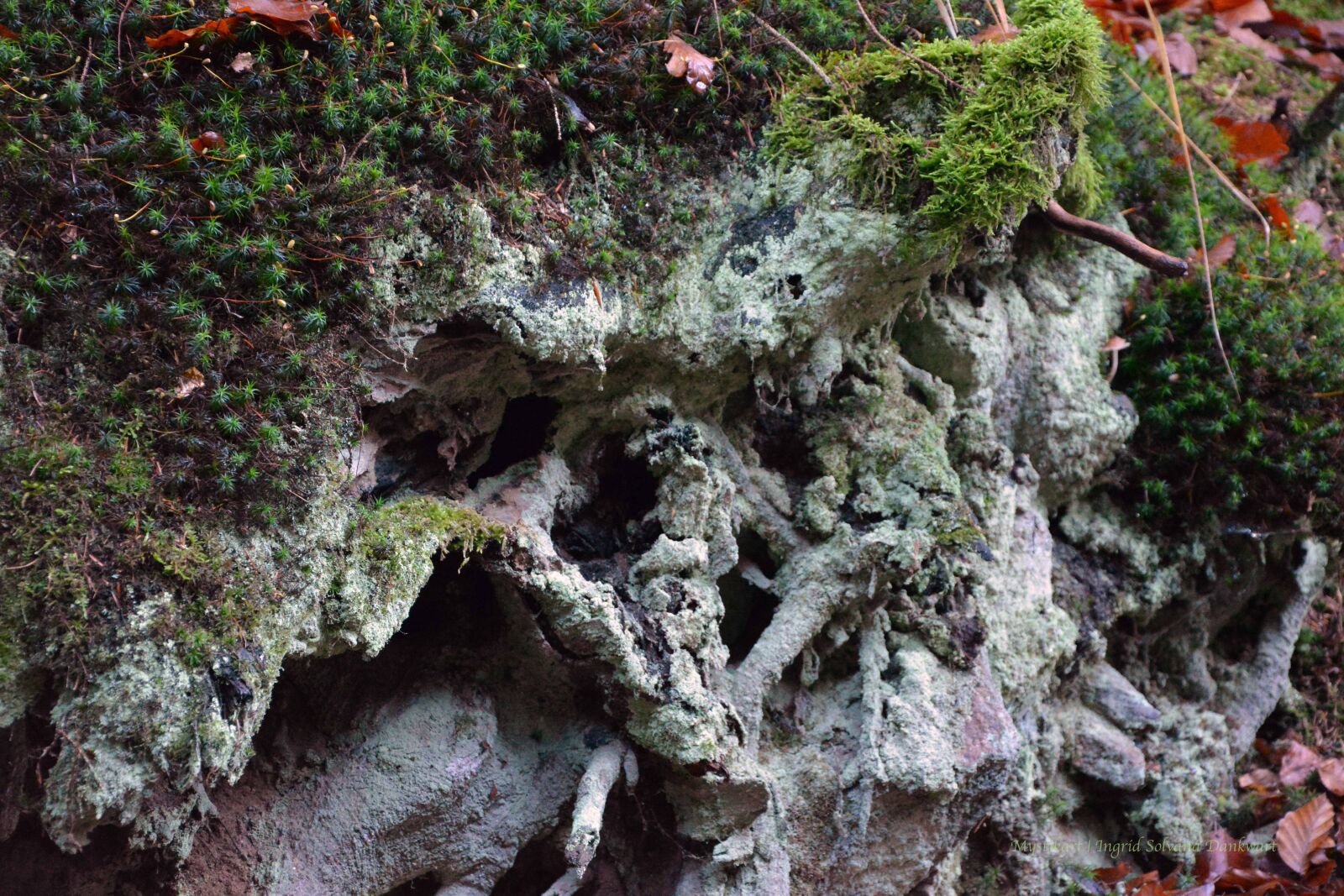 Nikon D5200 sample photo. Forest, mysticism, animal photography