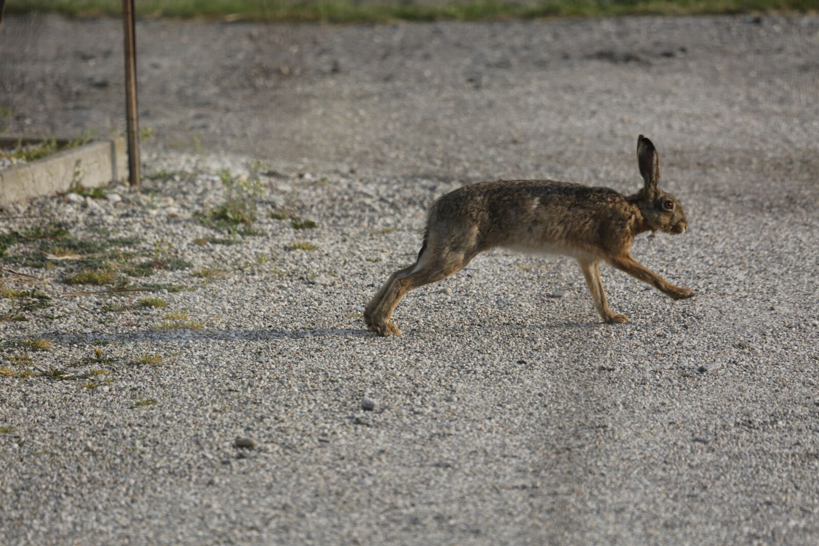 Canon EF 100-400mm F4.5-5.6L IS USM sample photo. Hare, meister lampe, nature photography