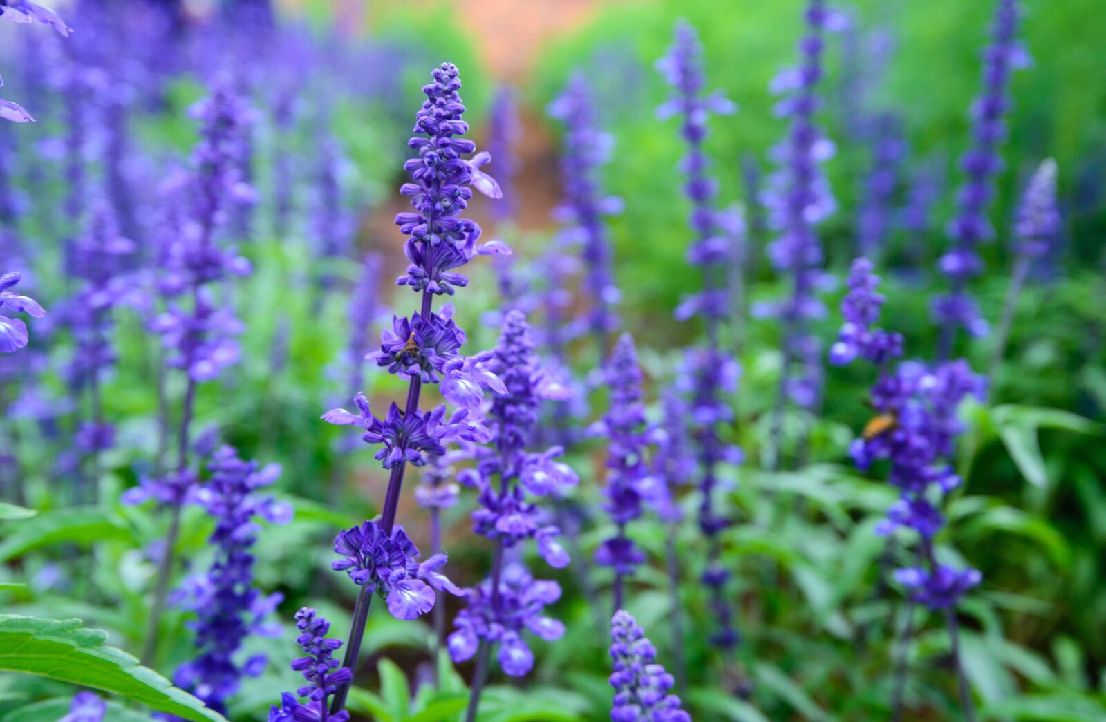 Nikon D600 sample photo. Lavender, natural, united in photography