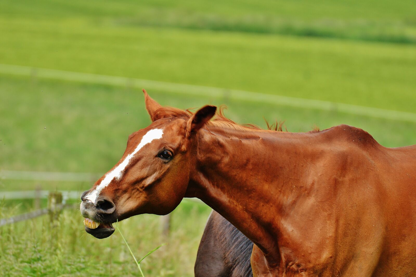 Nikon D3200 sample photo. Horse, coupling, stallion photography