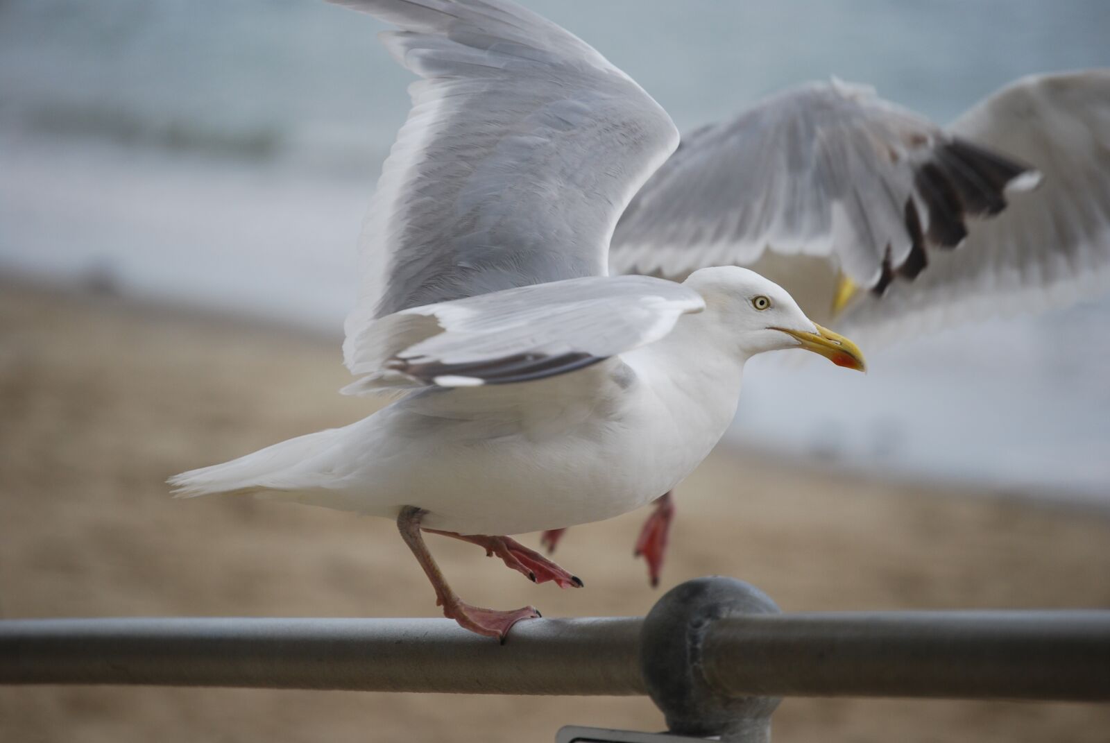 Nikon D40X sample photo. Seagulls, seaside photography