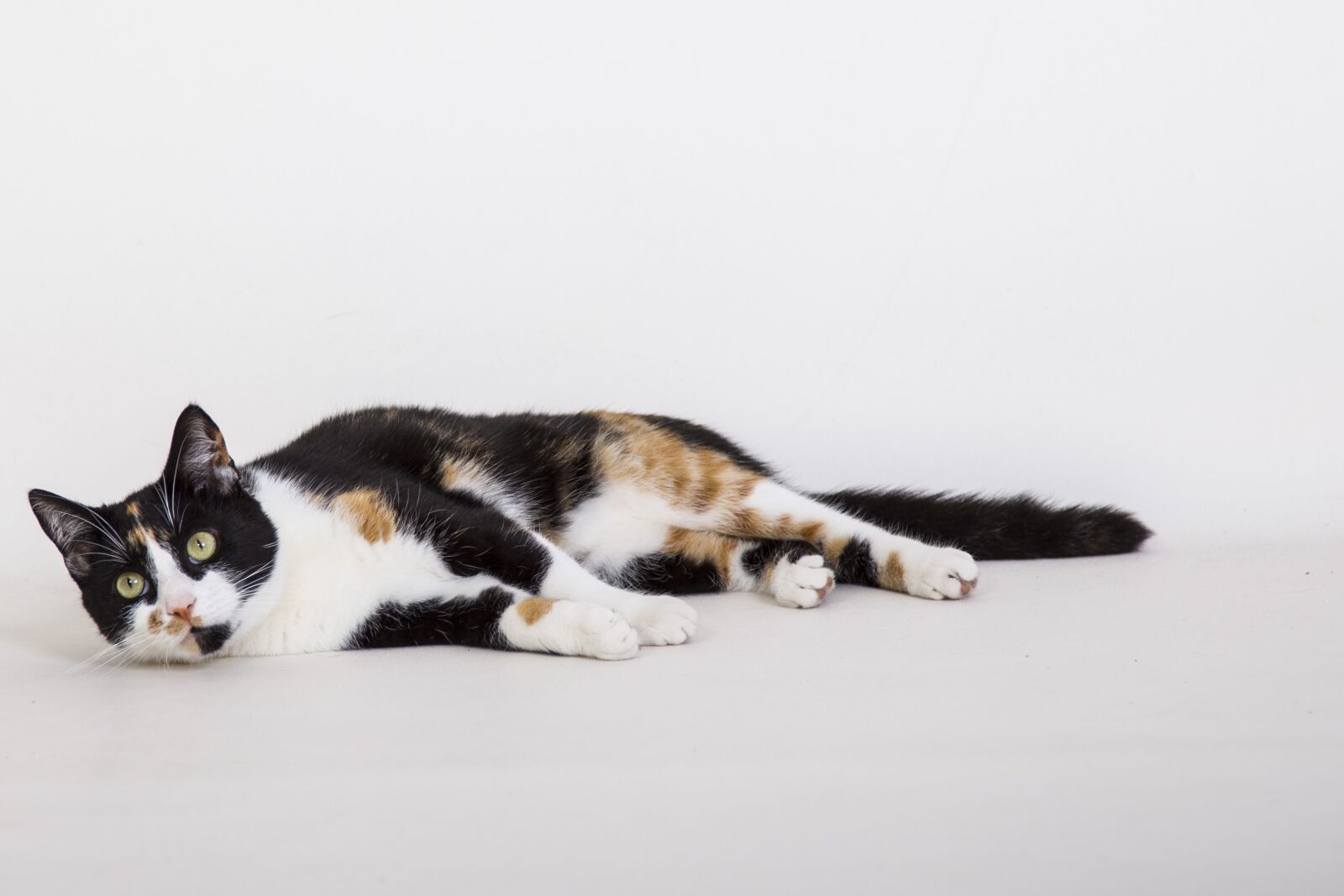 Canon EOS 6D + Canon EF 24-105mm F4L IS USM sample photo. Cats, animal, relax photography