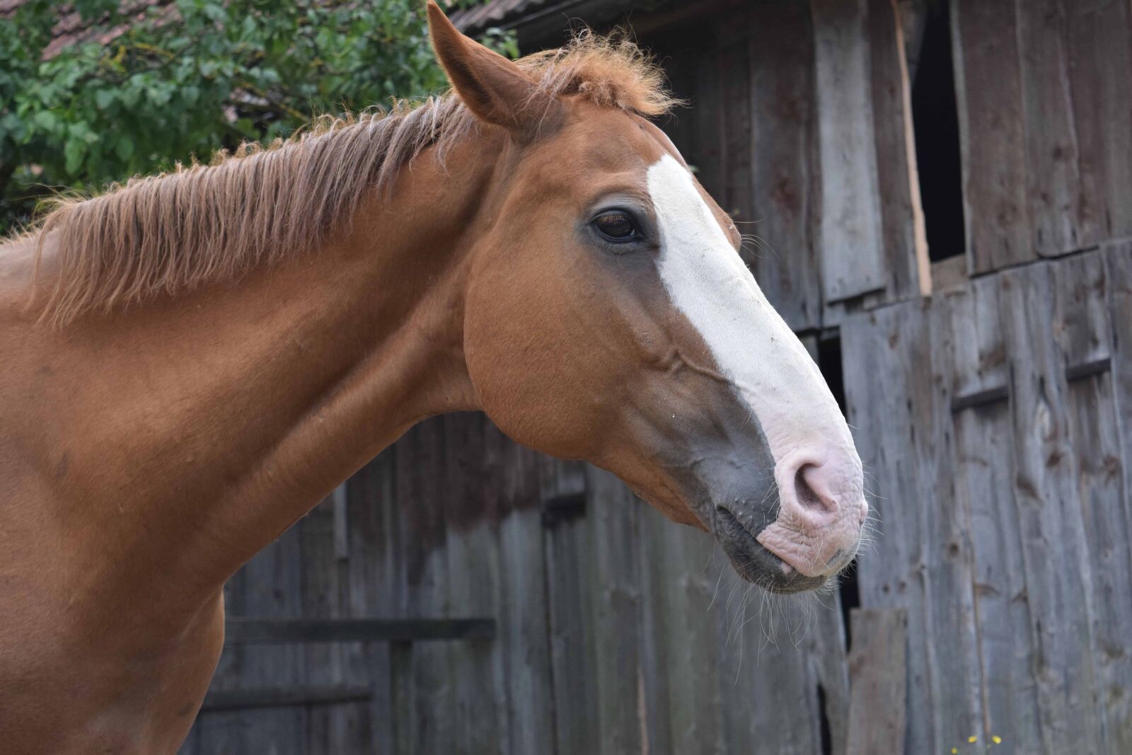 Nikon D3300 sample photo. Portrait, horse, mare, cavalry photography