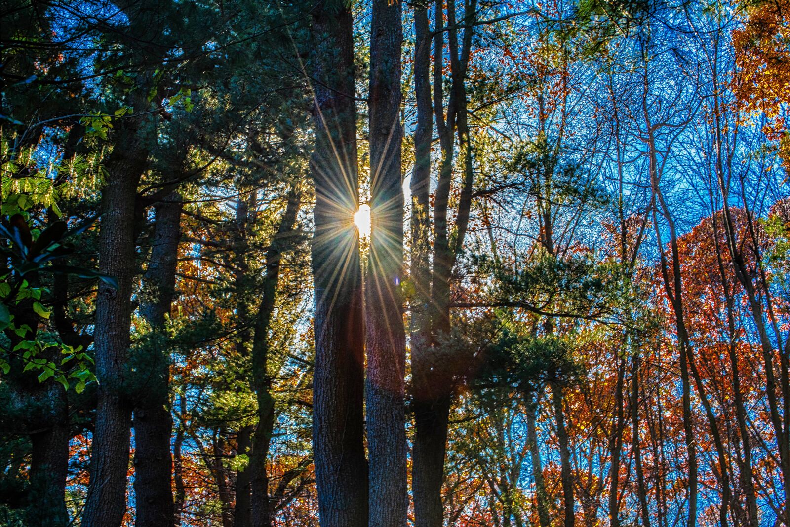 Nikon D750 sample photo. Tree, wood, nature photography
