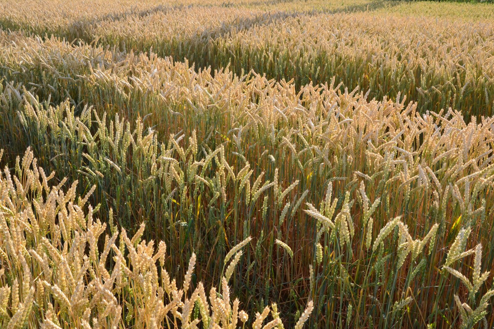 Nikon D3100 sample photo. Grain, by chaitanya k photography