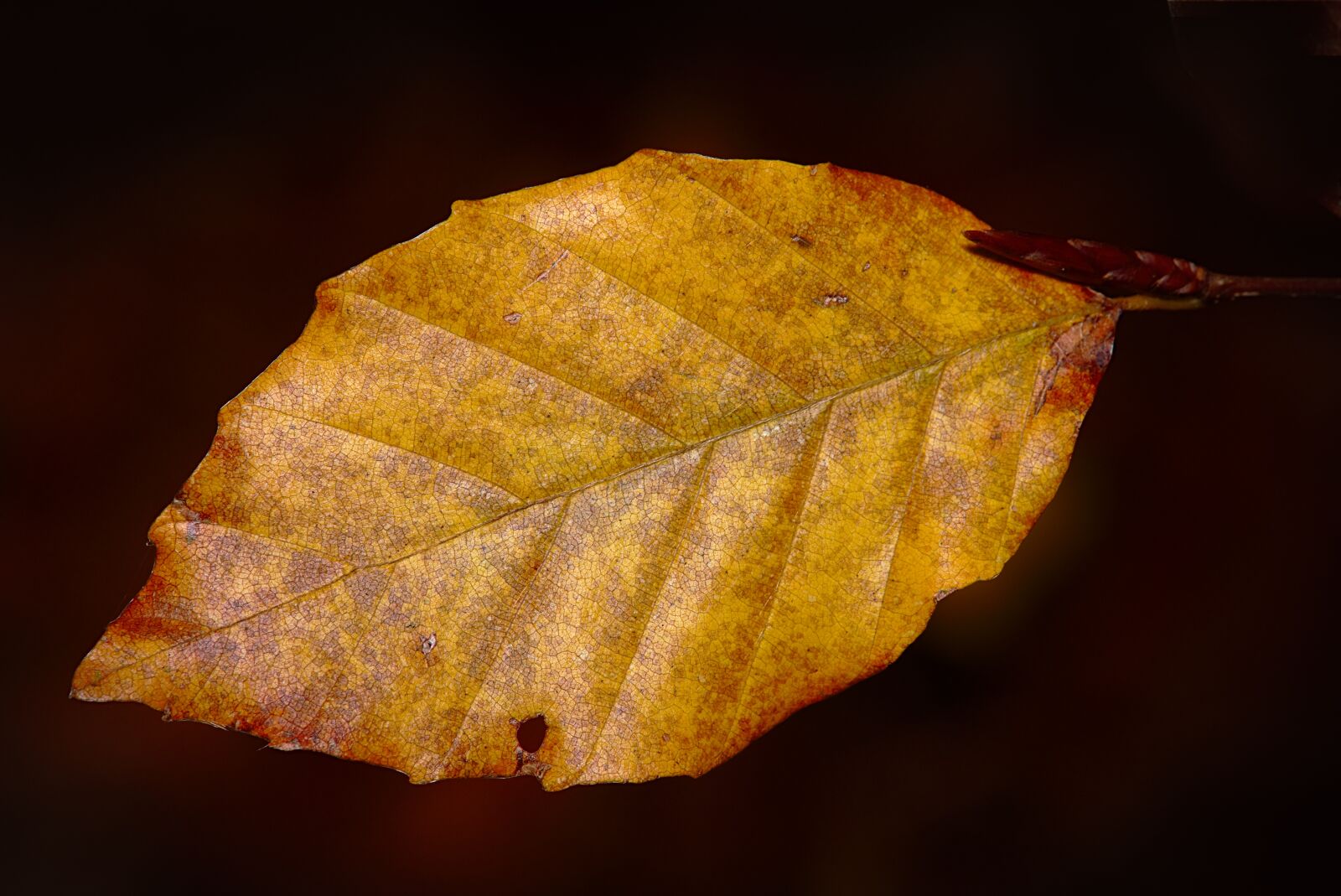 Canon EOS M5 + Canon EF-M 18-150mm F3.5-6.3 IS STM sample photo. Leaf, autumn, fall foliage photography