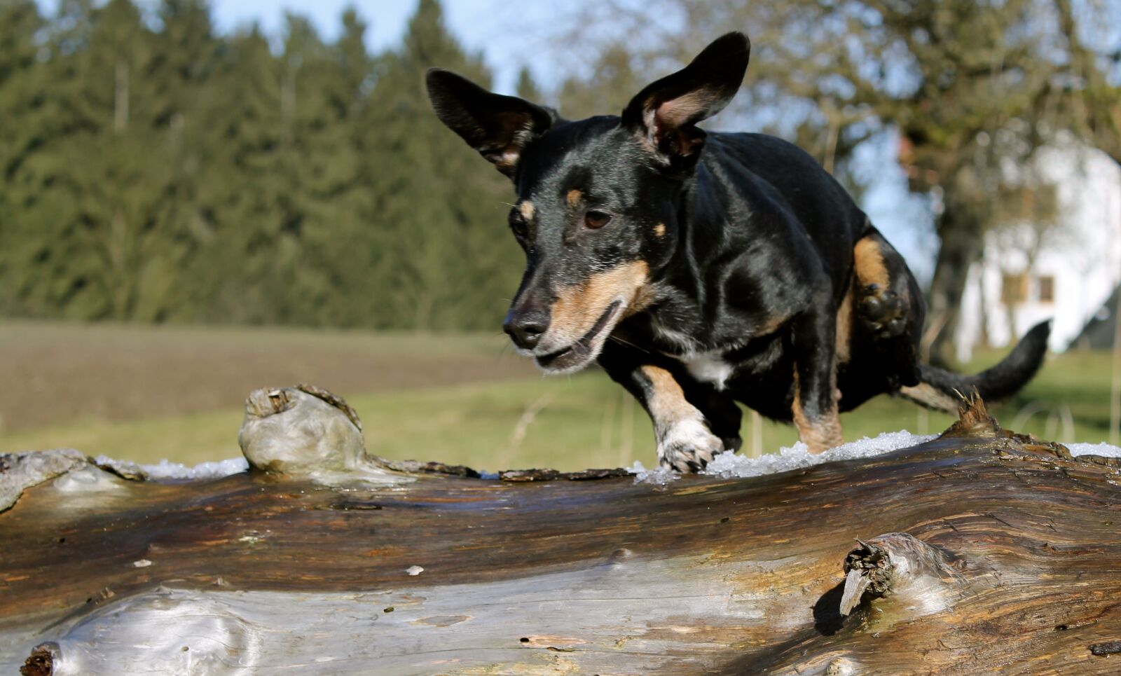 Canon EOS 1100D (EOS Rebel T3 / EOS Kiss X50) sample photo. Dachshund, jump, log photography