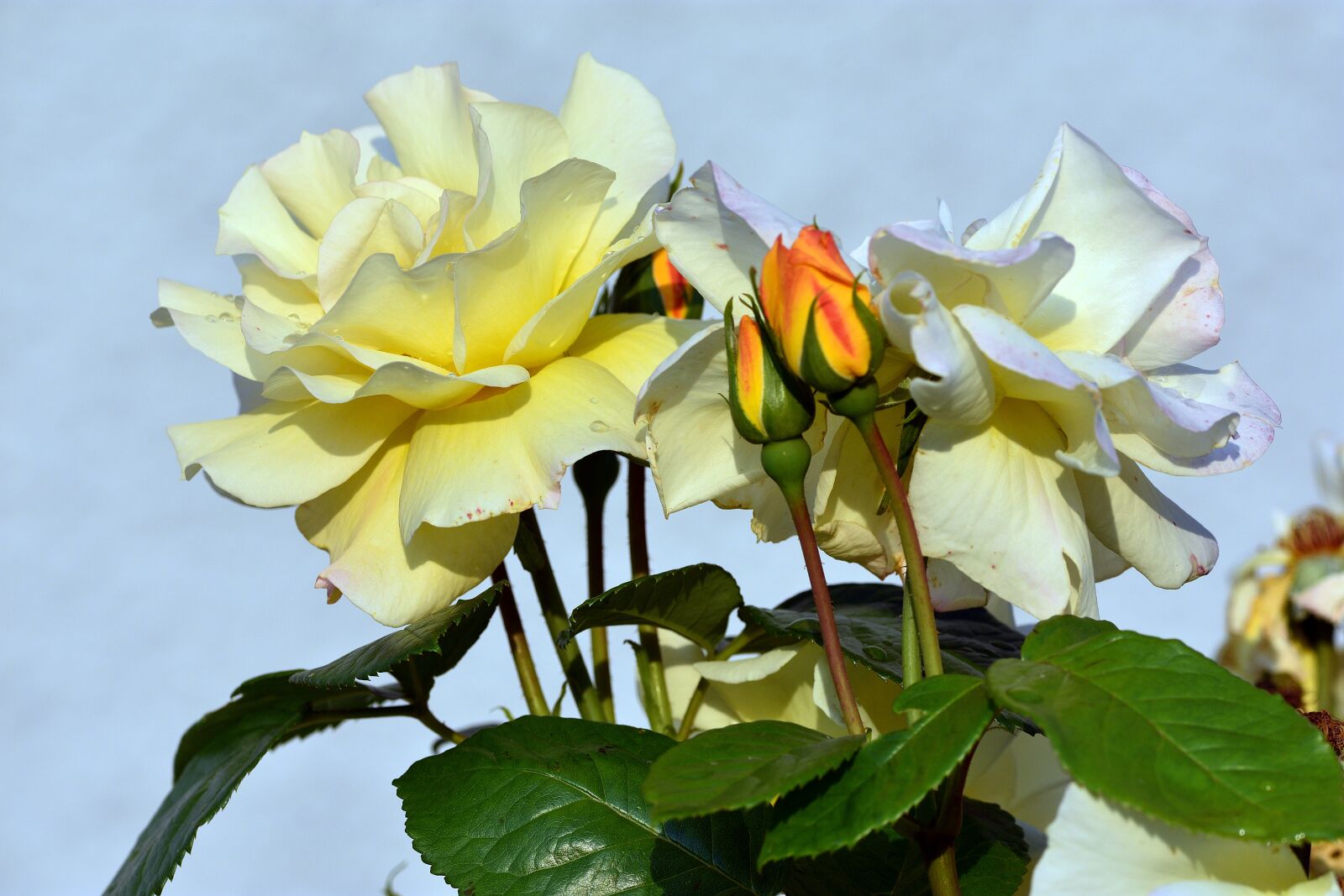 Nikon D3400 sample photo. Rose, roses, flower photography