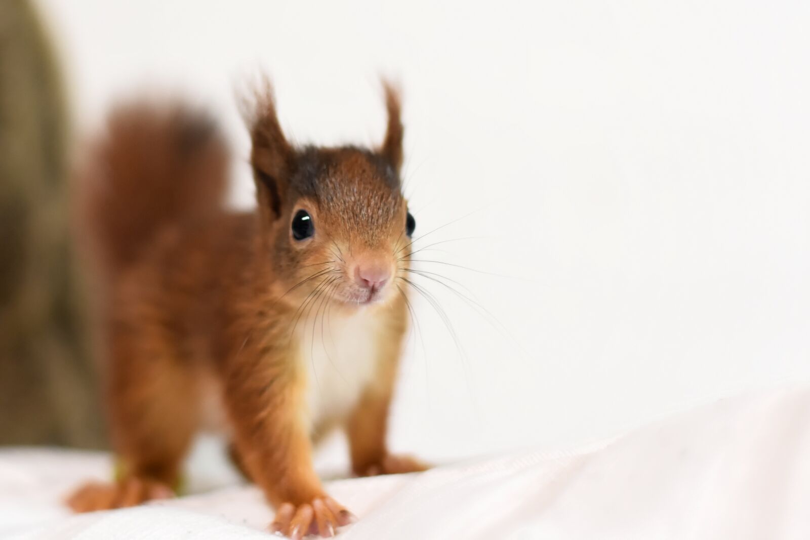 Nikon D7200 sample photo. Squirrel, young animal, small photography