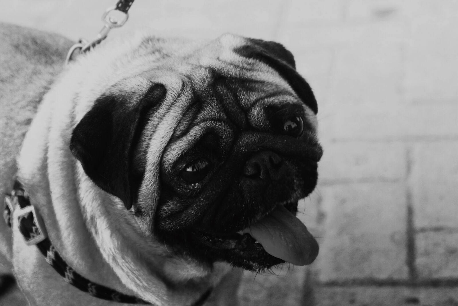 Canon EOS 1100D (EOS Rebel T3 / EOS Kiss X50) sample photo. Dog, pug, animal photography