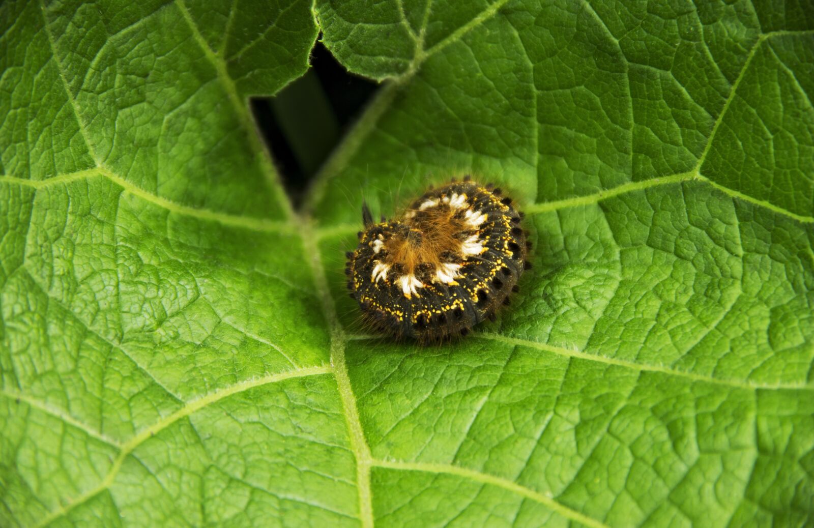 Canon EOS 600D (Rebel EOS T3i / EOS Kiss X5) sample photo. Caterpillar sleeping on a photography